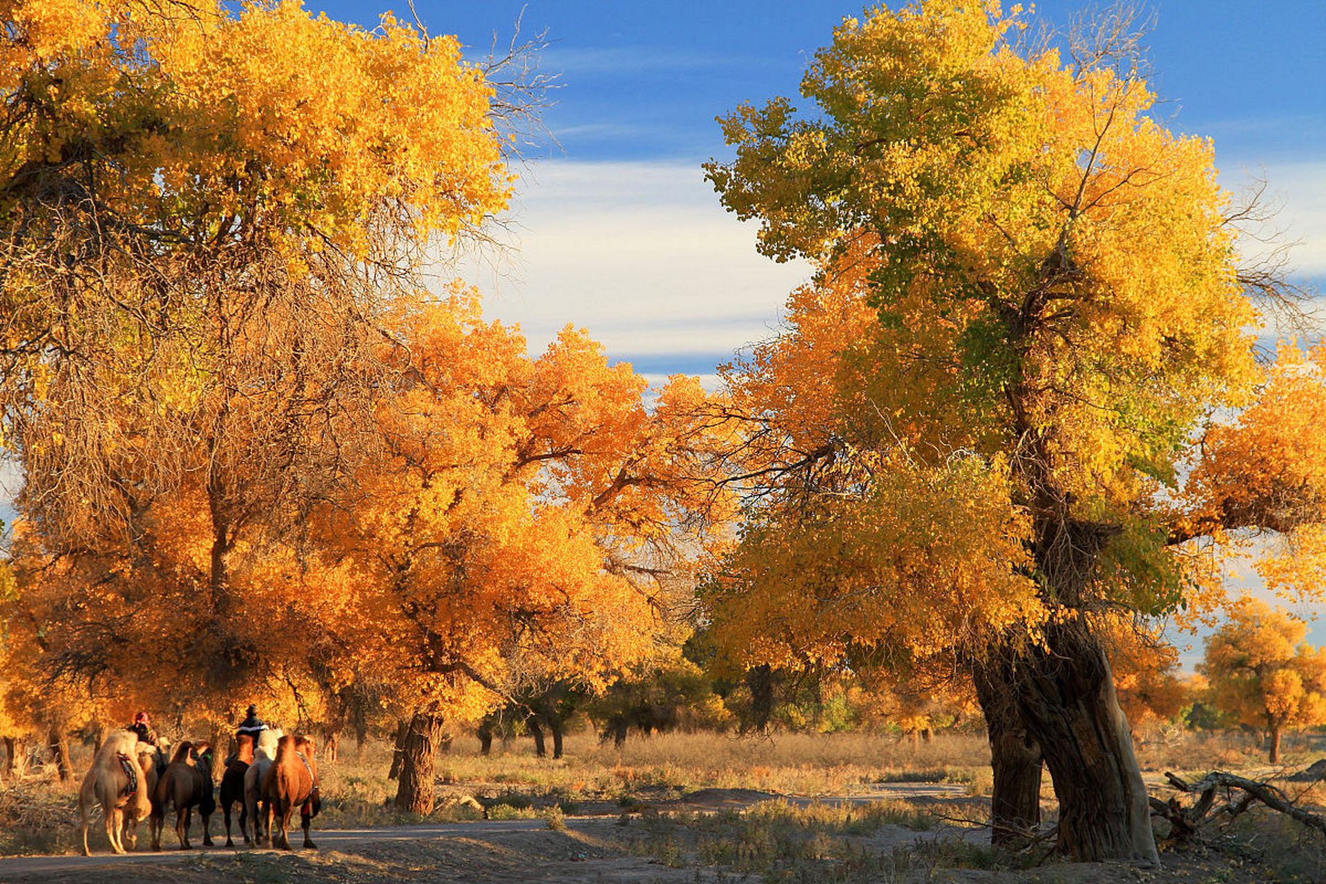 就是因为那时候听刀郎的 卡尔喀什的胡杨>,12年时候去了北疆.