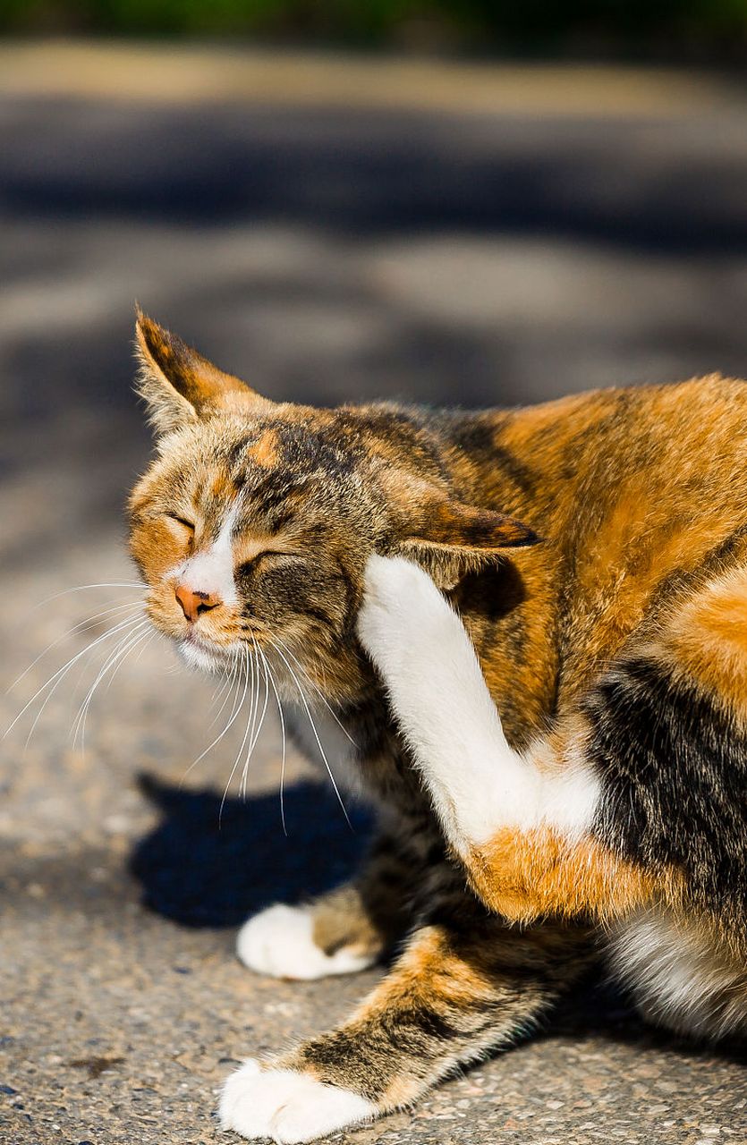 猫咪,是自然界的艺术家,以独特的姿态,展现出无比的魅力.