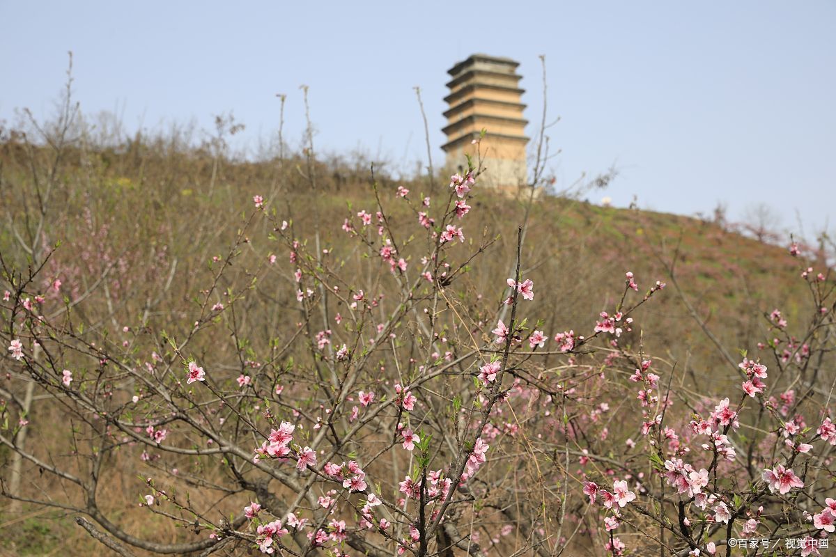 杜陵桃花图片