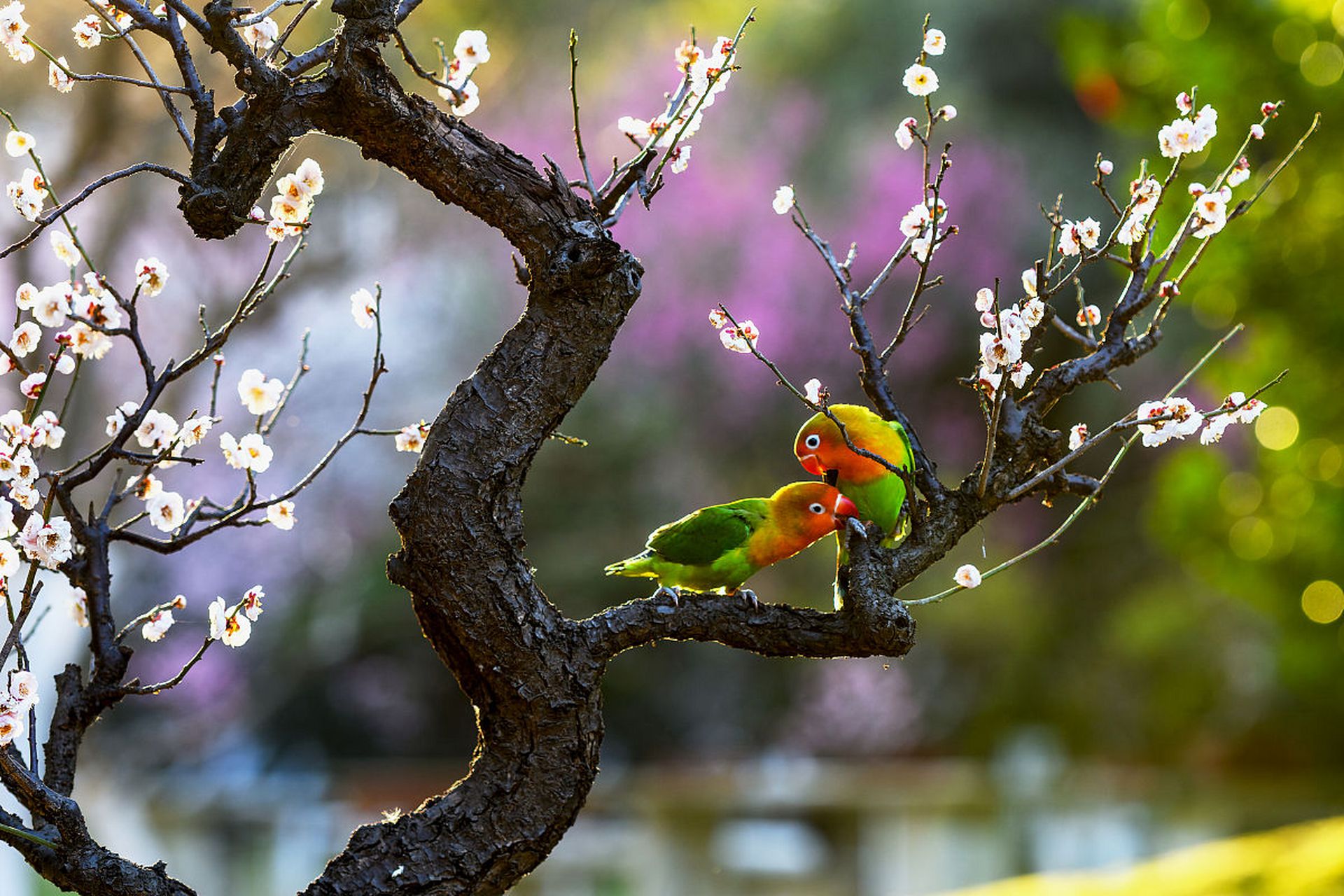 国内文旅# 【桃花鹦鹉图】鲜艳的桃花与绚丽的鹦鹉相互辉映,犹如一幅