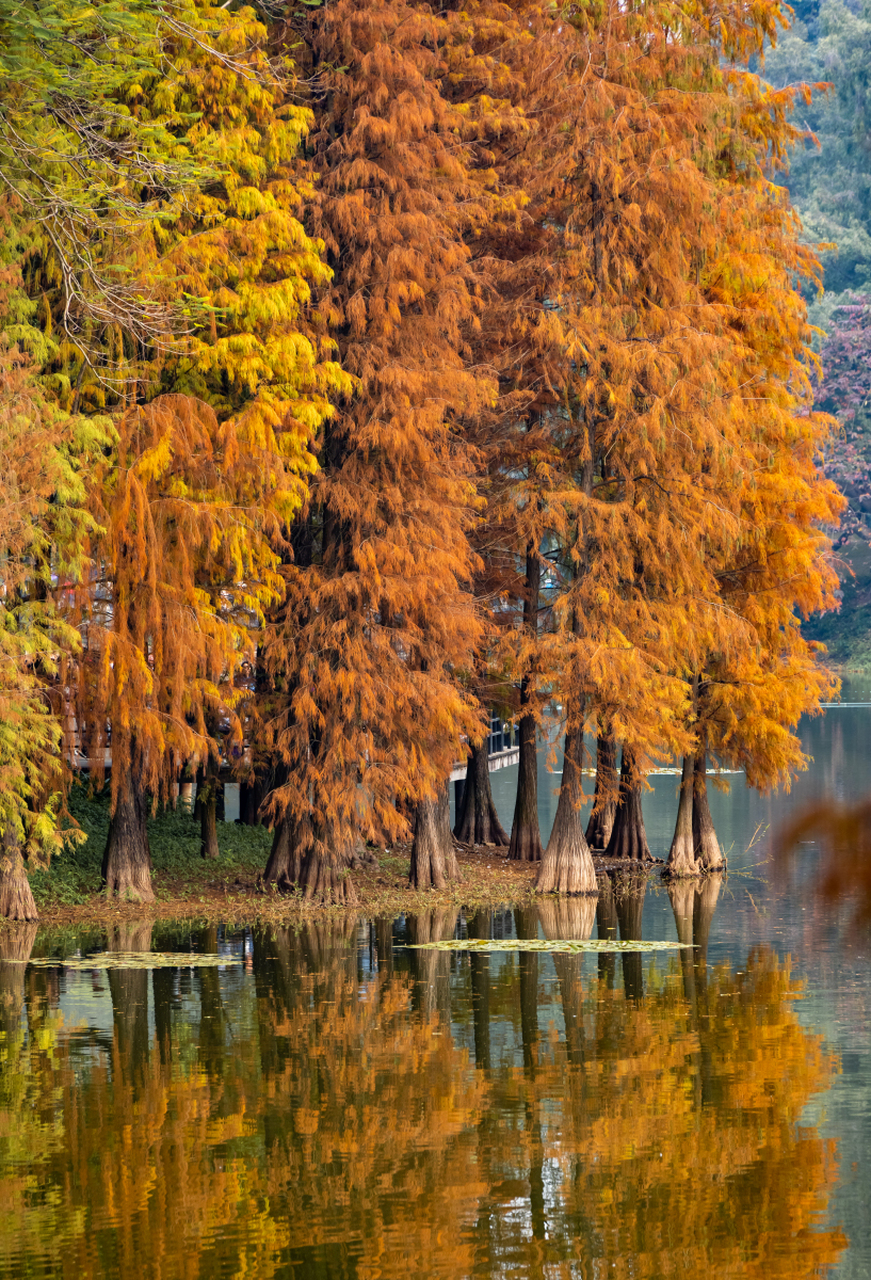 广州秋天落羽杉美景,大夫山森林公园,凤凰湖公园,大观湿地公园,天河