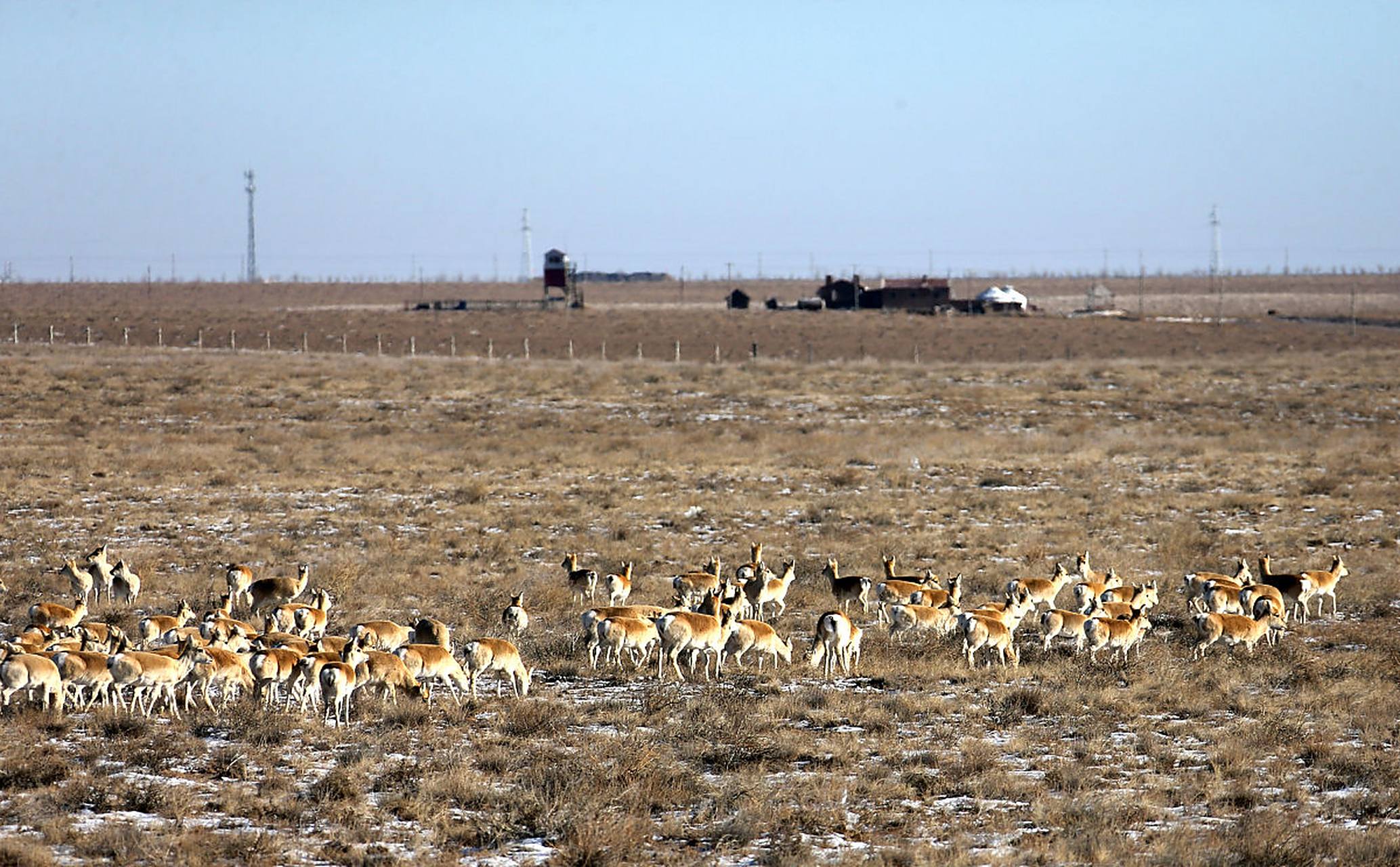 黄羊,是我国一级野生保护动物,以其毛色鲜艳,体态优美,而深受人们