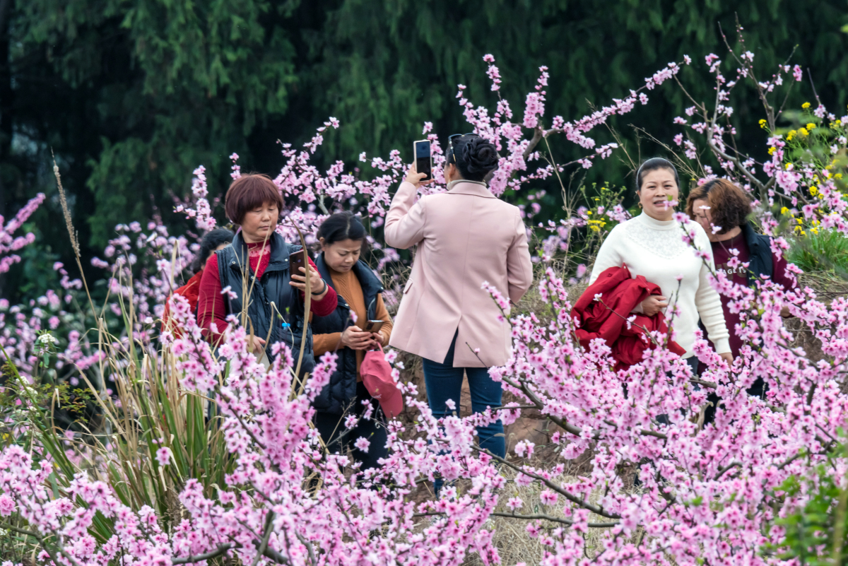 天坛公园赏花图片