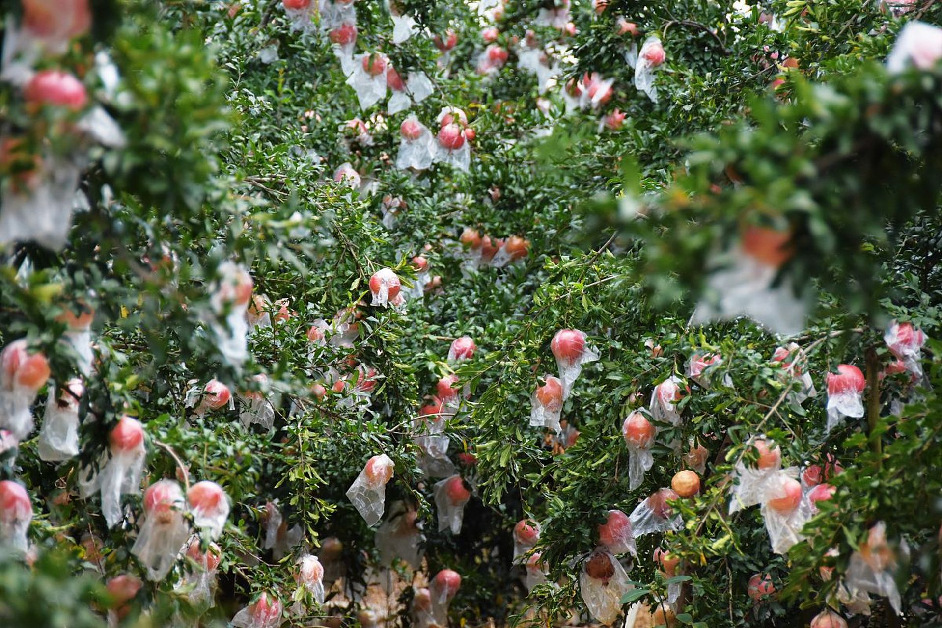 蒙自石榴,自然的馈赠   在彩云之南的红河州,有一个美丽的地方叫蒙自