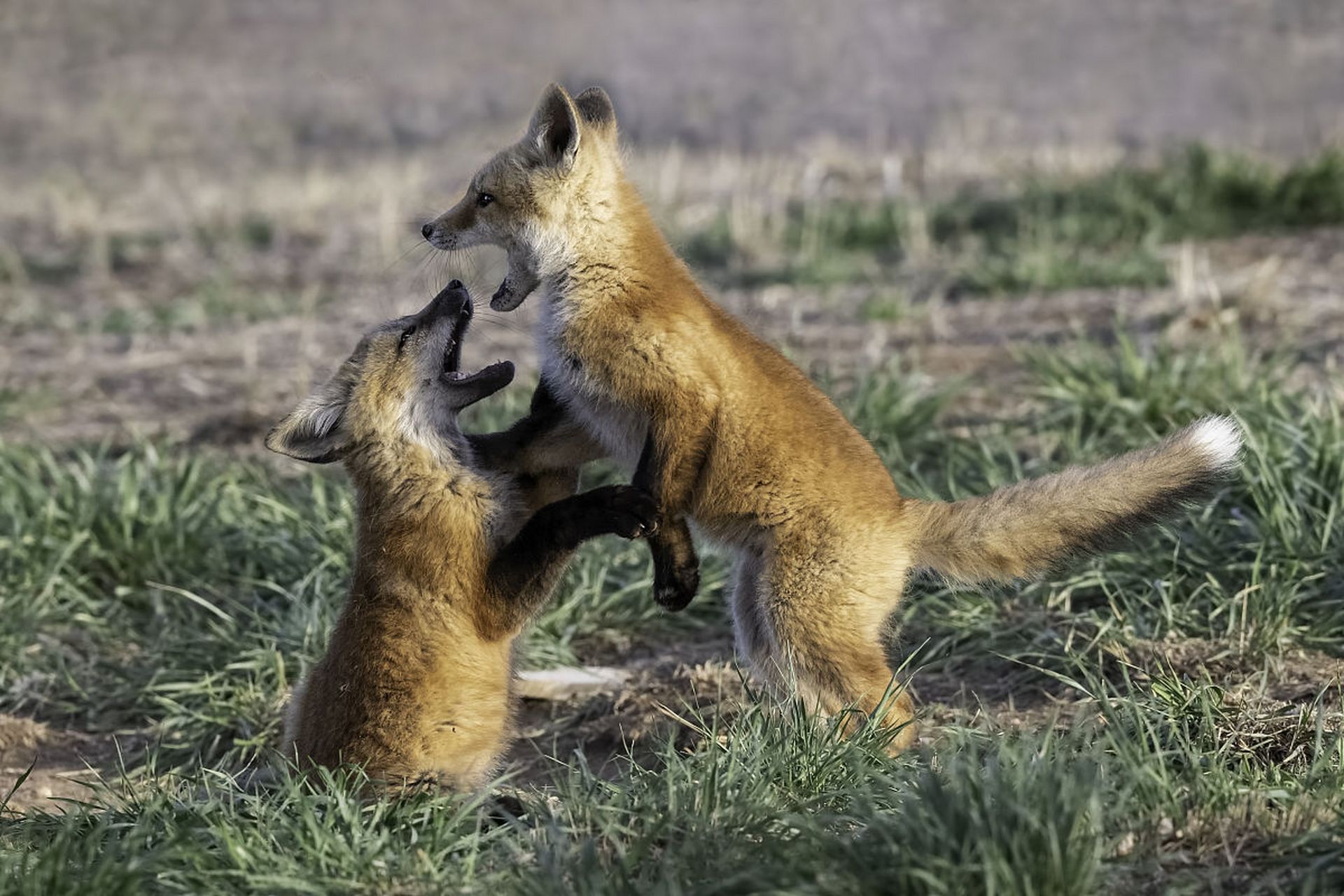 没事就嬉戏玩耍的狐狸两兄弟.#动物趣图