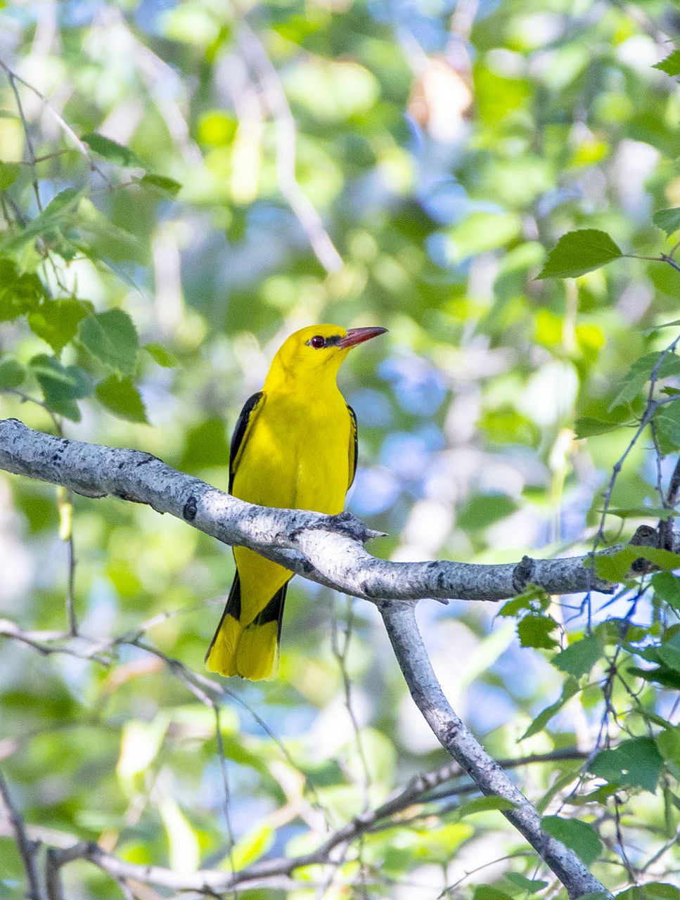 当春天来临时,黄鹂便会在枝头欢快地歌唱,为大地带来生机与活力.