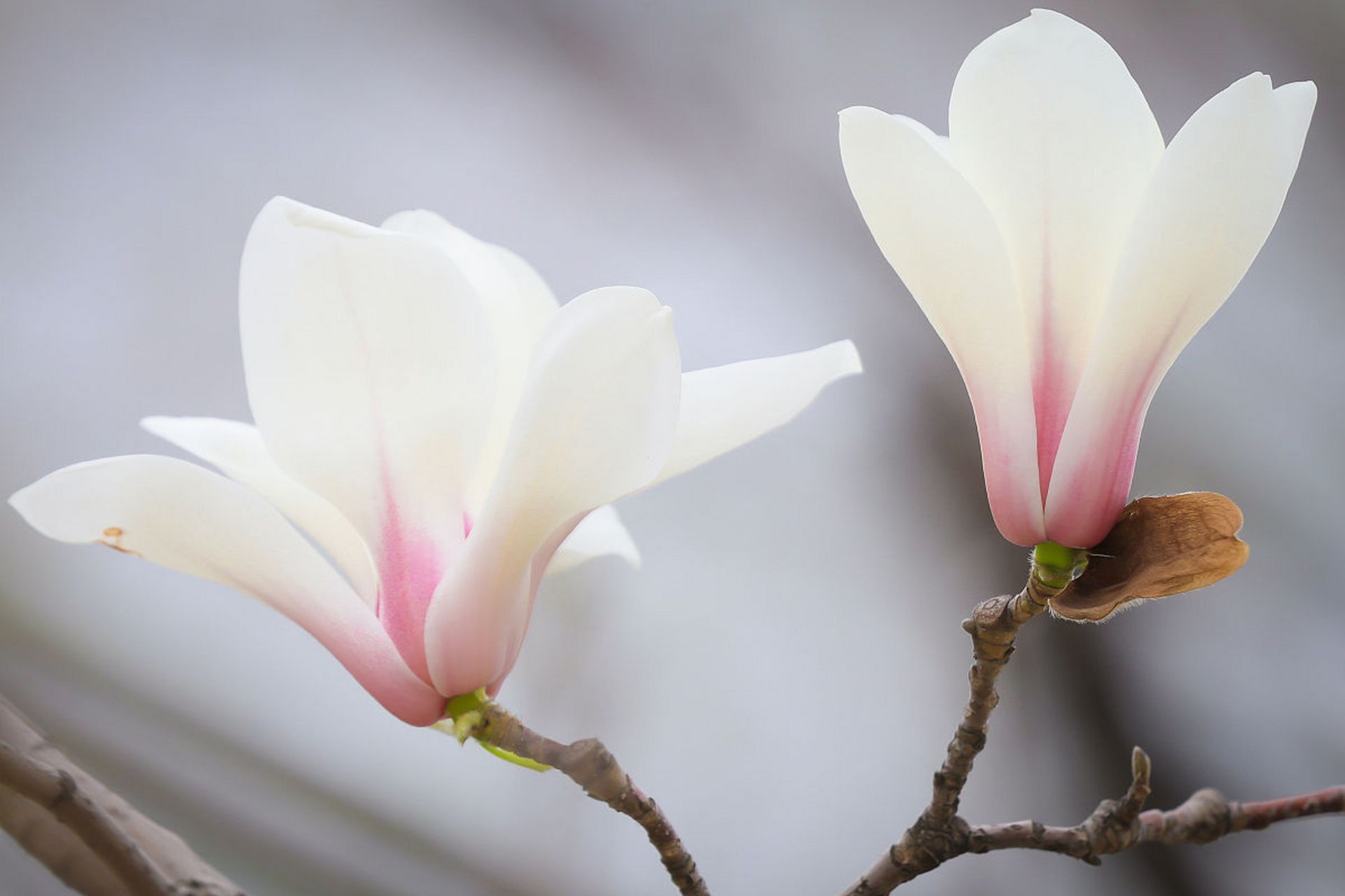 白玉兰花的花语和寓意(白玉兰花的花语和寓意图片)