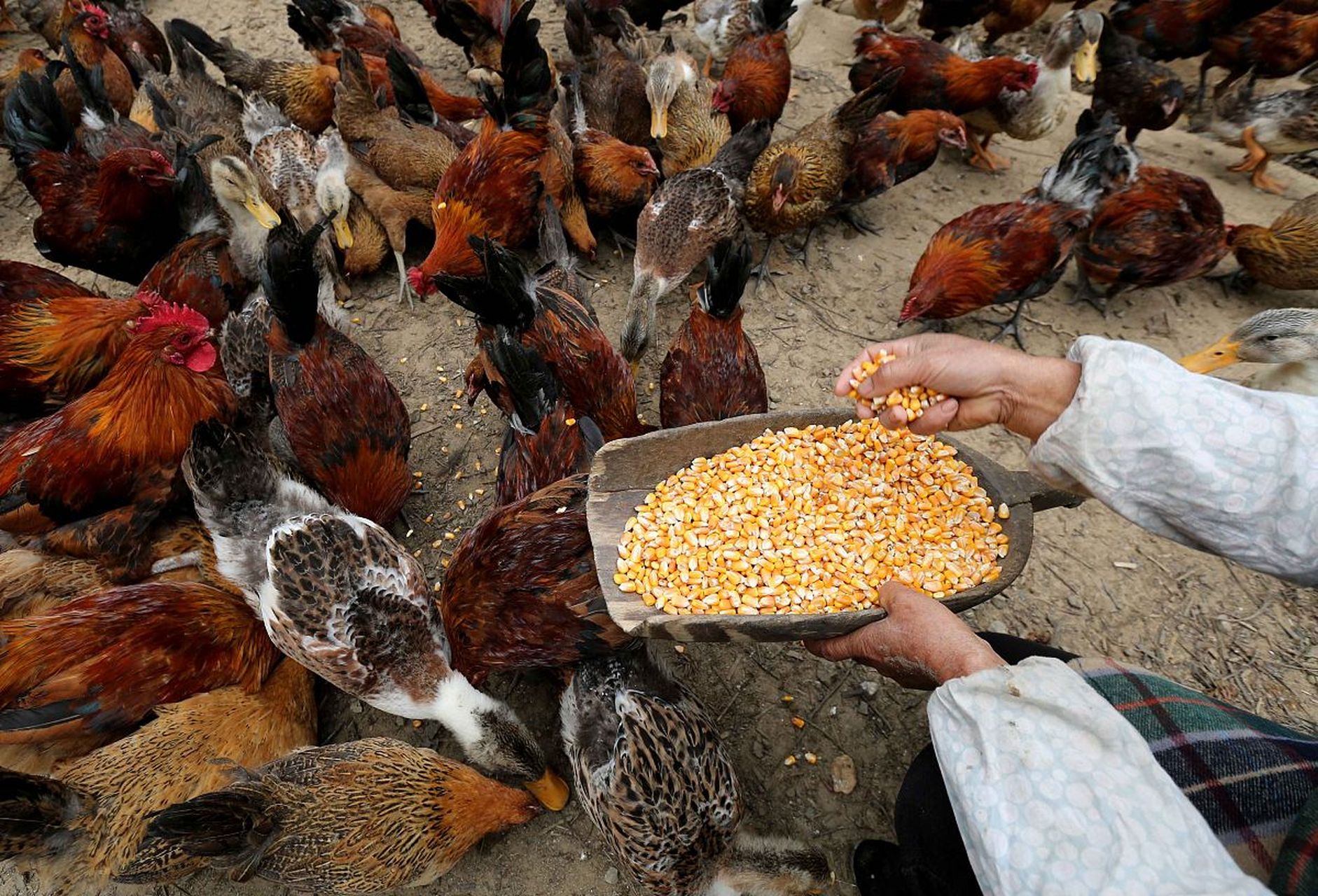 鸡不吃玉米粒的问题可以通过改变玉米粒形状,添加其他饲料,添加调味料