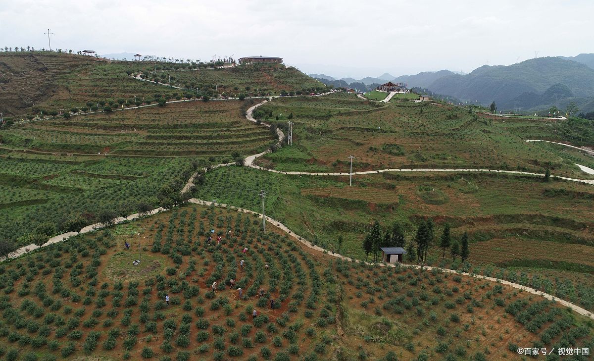镜头里的春天# 春游麻江蓝莓基地,春日的麻江蓝莓基地,是一幅五彩