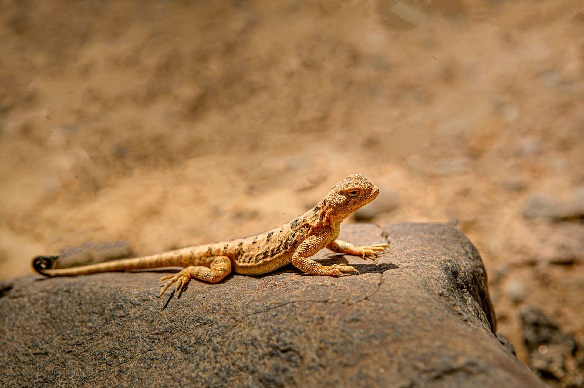 单位里有一个军转干部,2020年12月份进入的,2022年提拔为某科科长,正