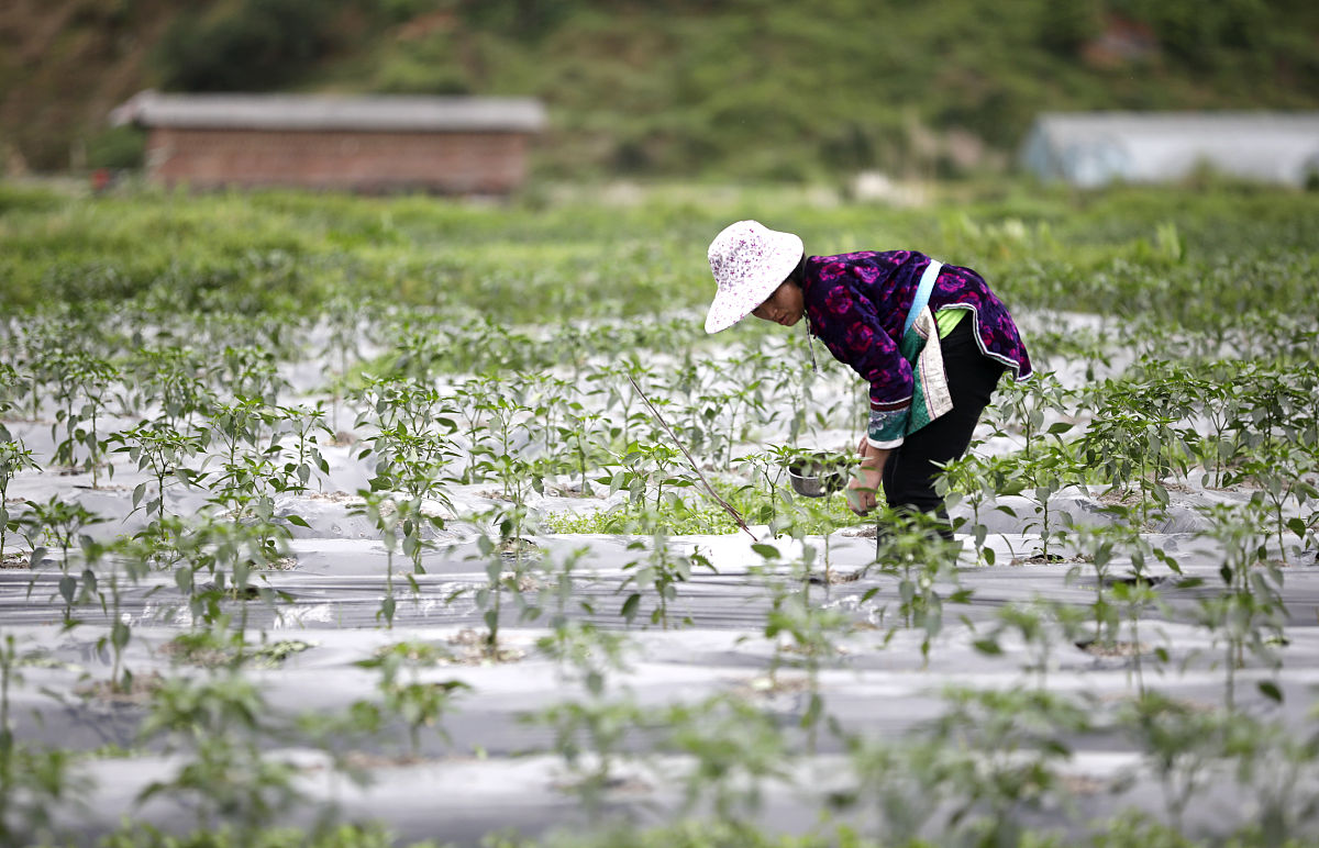 辣椒巧浇水才是多结果的"秘诀"