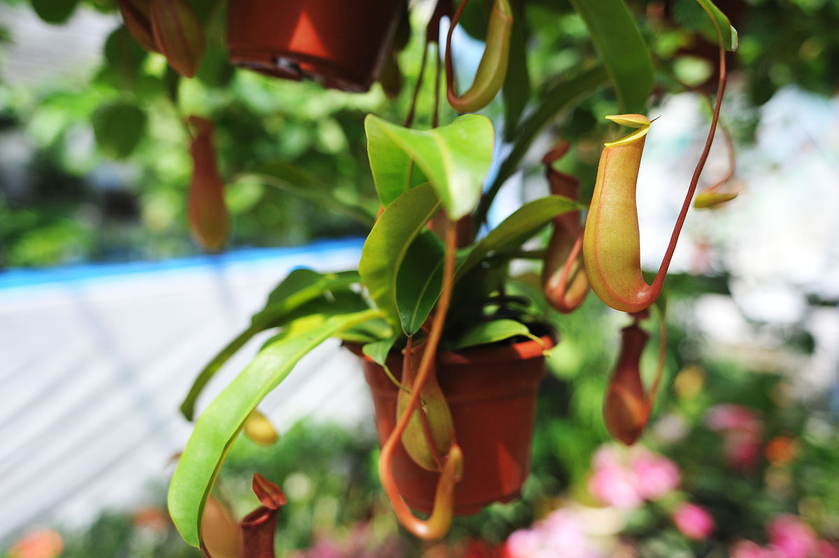 驱蚊草养殖攻略:打造室内无蚊奇迹