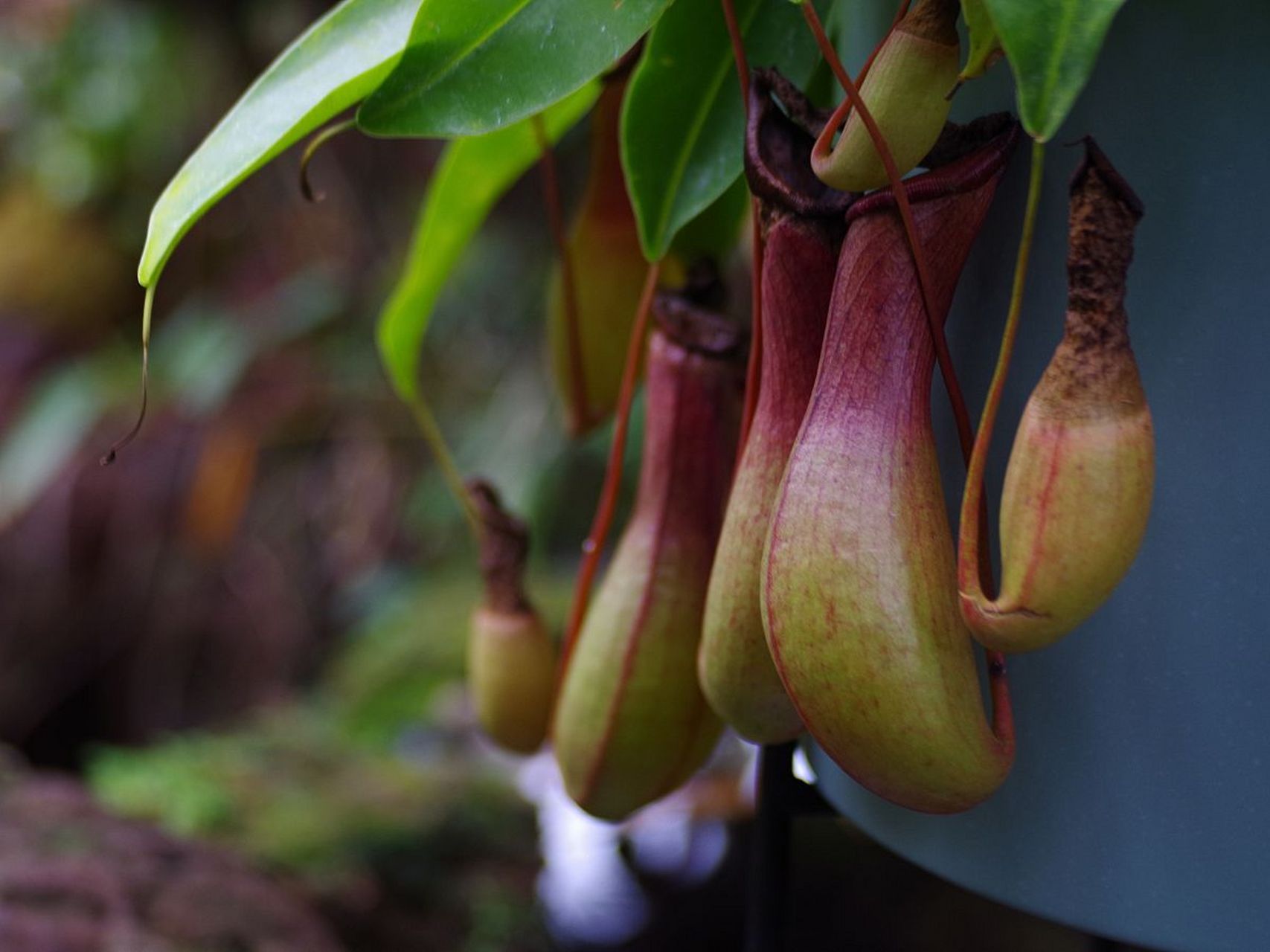 拥有一个独特的捕虫器,能够捕捉并消化昆虫,为植物界带来了一种全新的