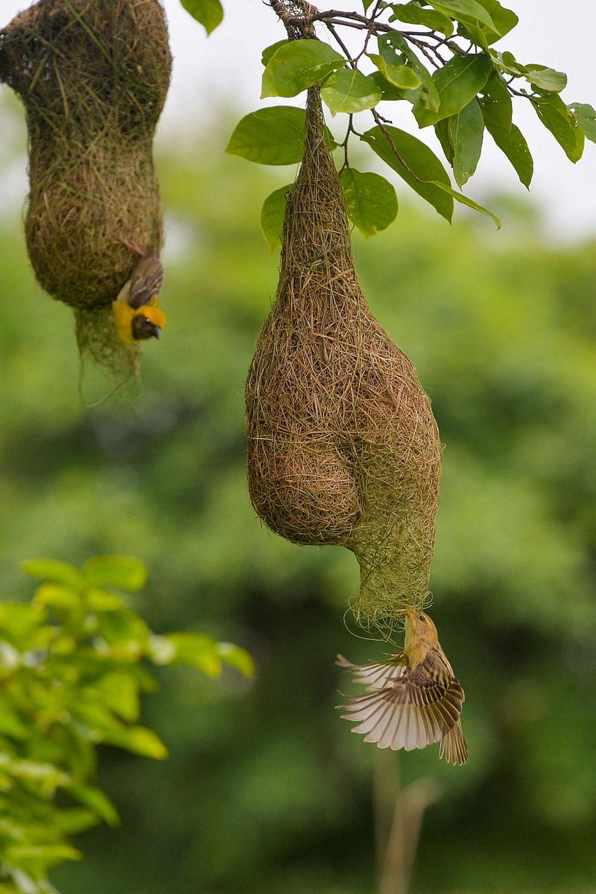 动物界的建筑师——黄胸织布鸟  黄胸织布鸟的手艺可以说是巧夺天工