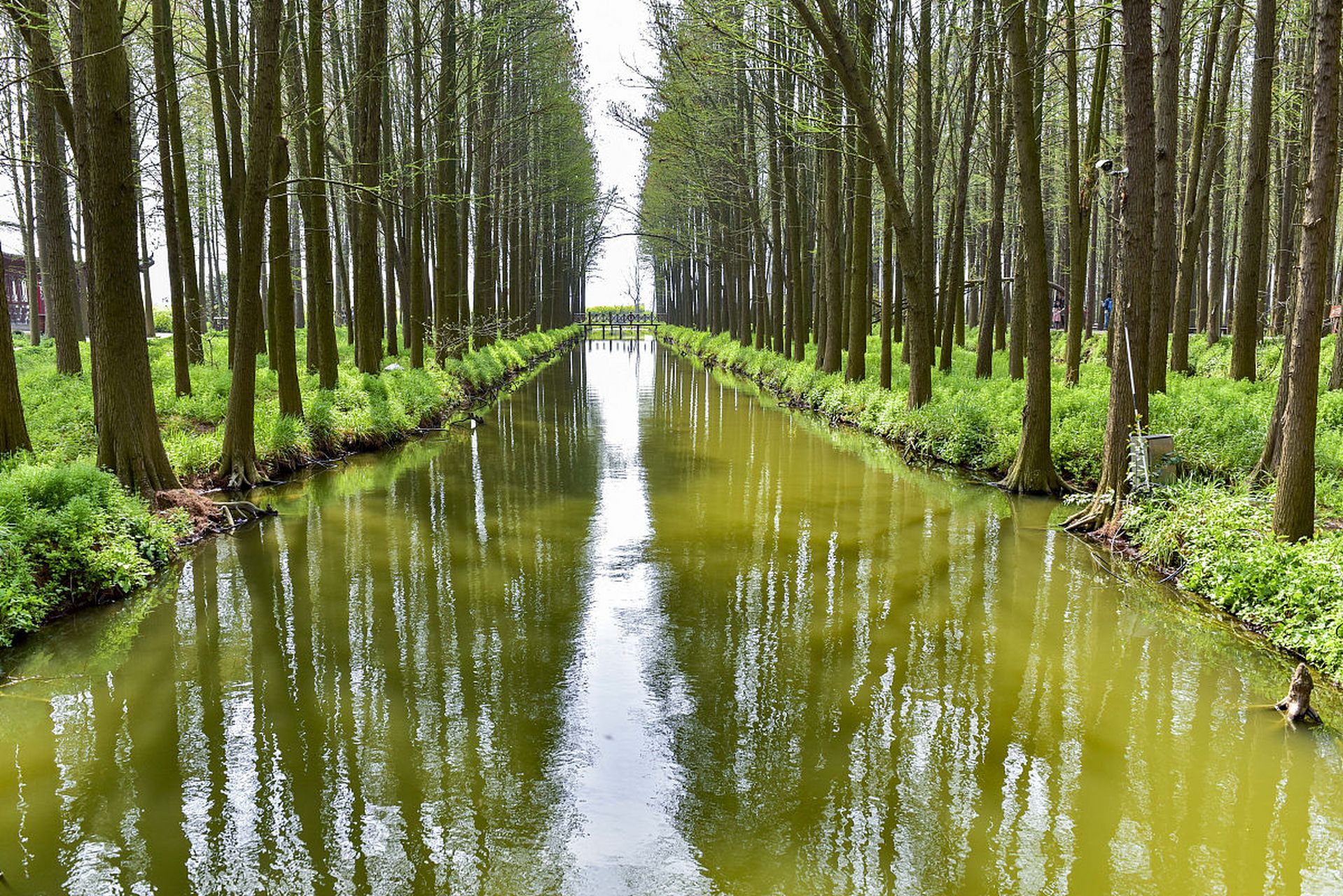 漫步千岛油菜花景区欣赏壮观花海,探秘李中水上森林公园的仙境之美