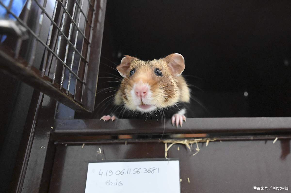 仓鼠拉稀眼睛睁不开