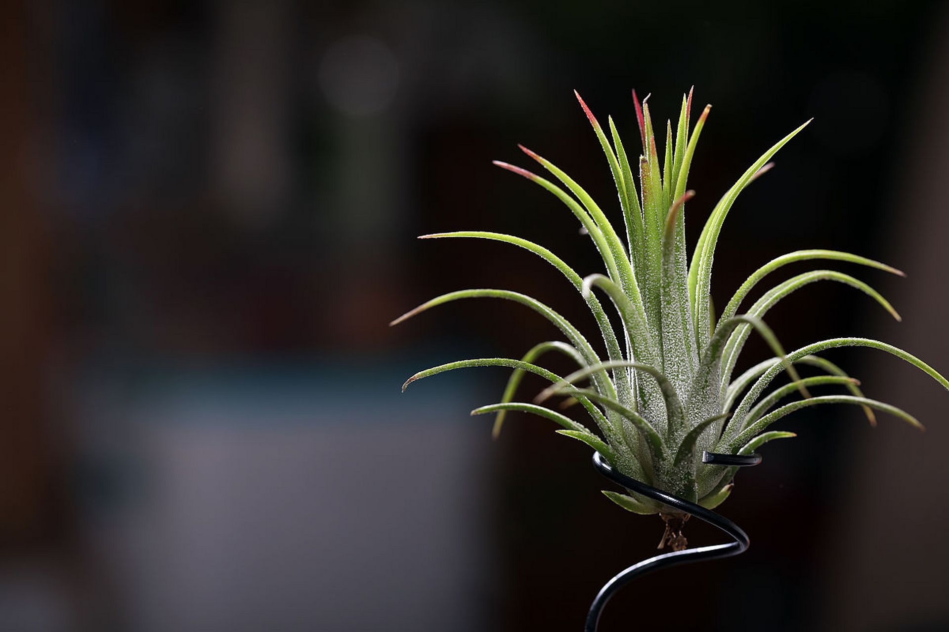 我就想知道空气凤梨是怎么单靠空气就能长那么大的,什么原理啊[并不