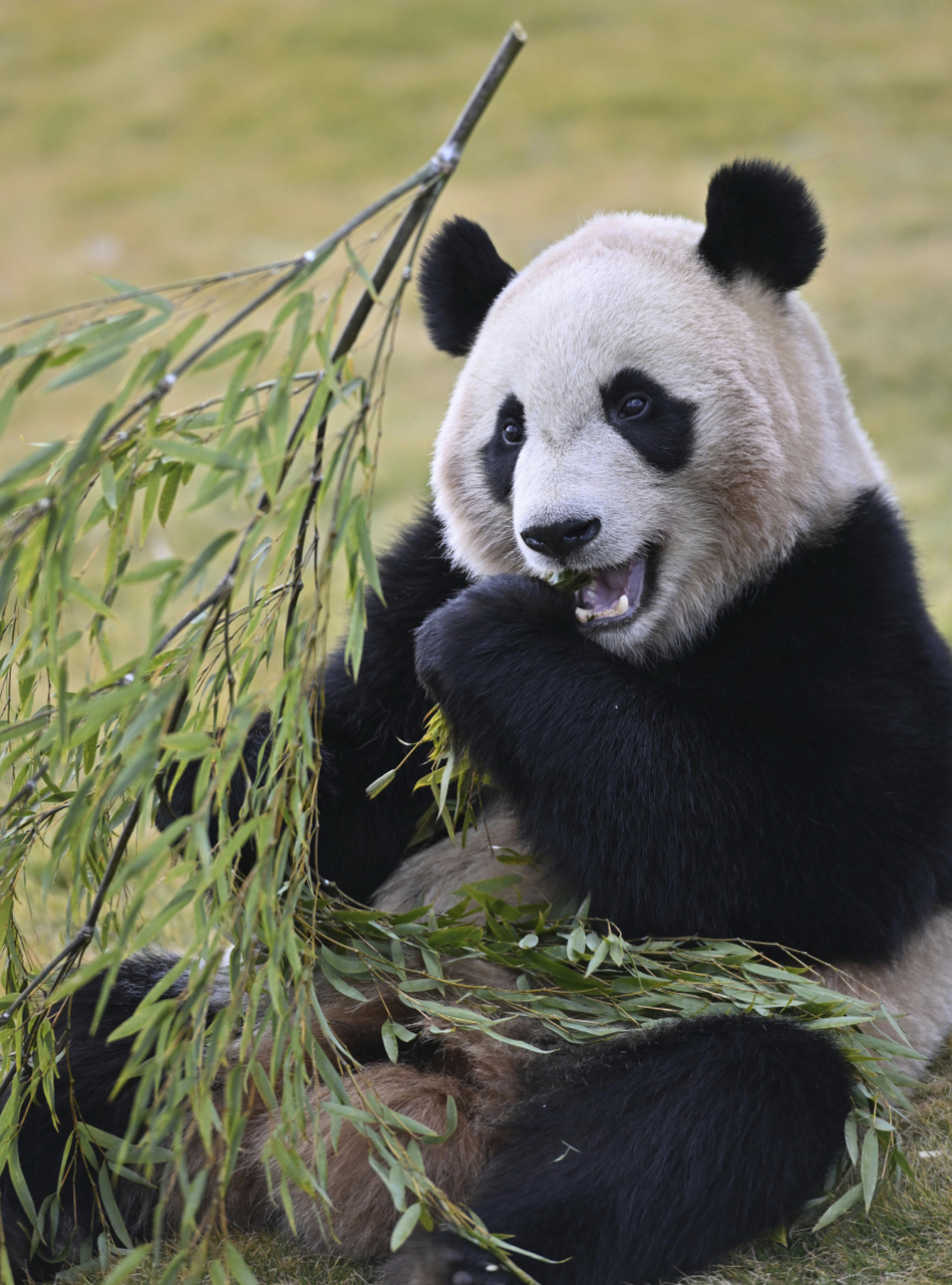 #乐乐遗体将移交上海动物园# 你听说了吗?最近有一个消息让人非常关注