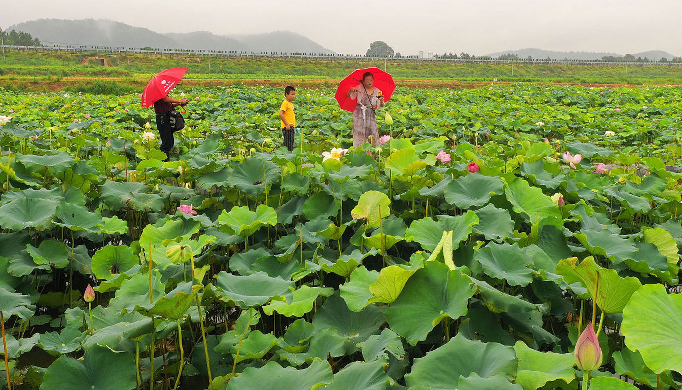 元宇宙荷花节# 广西贵港覃塘的荷美覃塘湖美四季田园综合体是一个