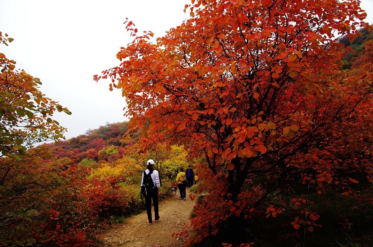 河北沙河佛照山,三免景区,深秋漫山红透,游人如织