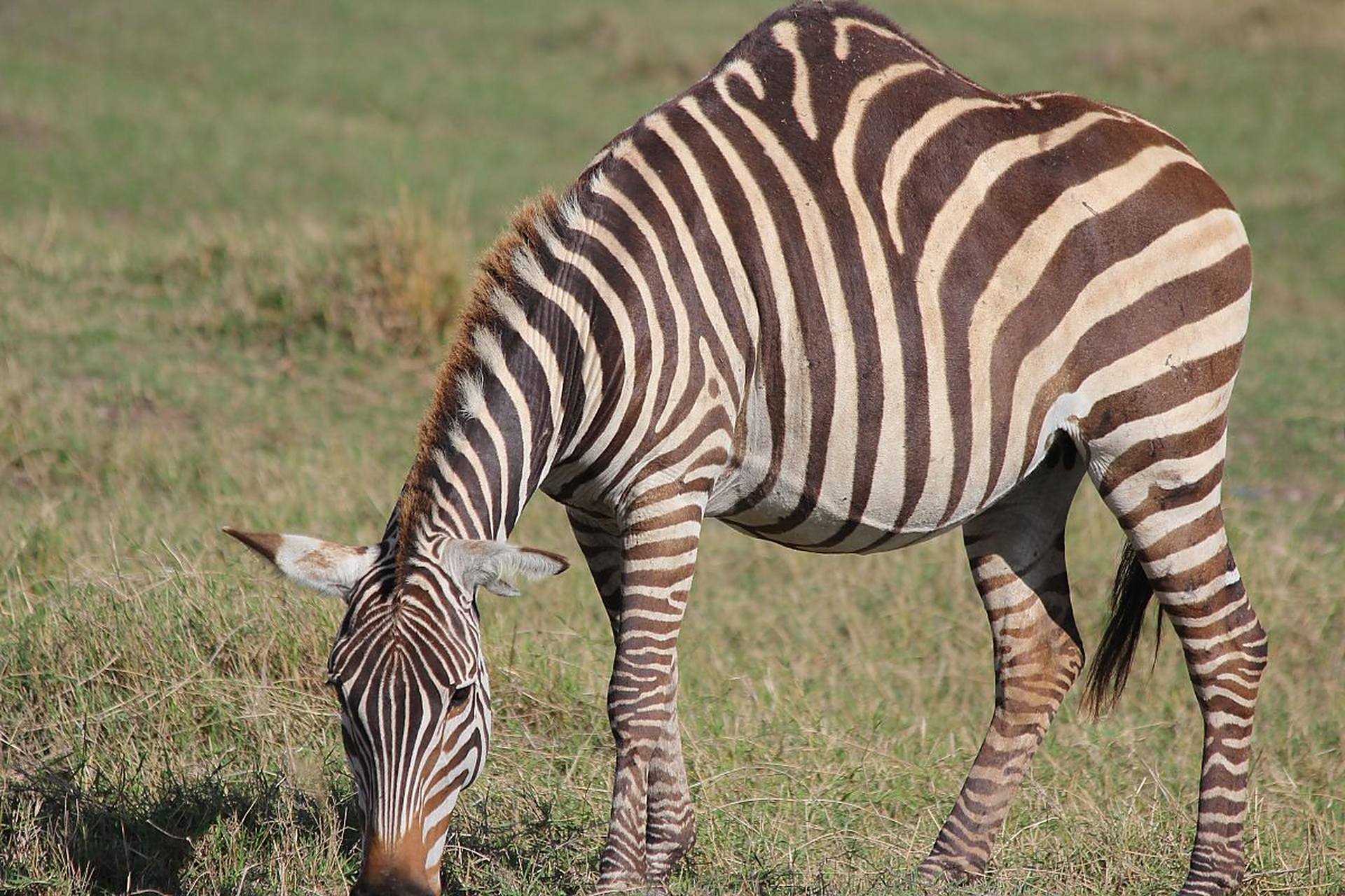 体色偏黄的斑马,变异了吗?#动物趣图