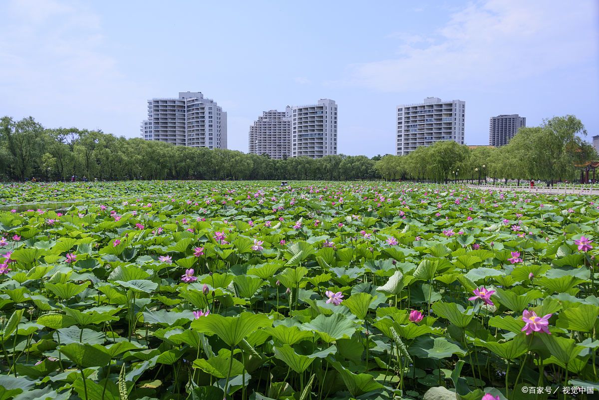 盘锦湿地荷花池,夏日赏荷的静谧时光!