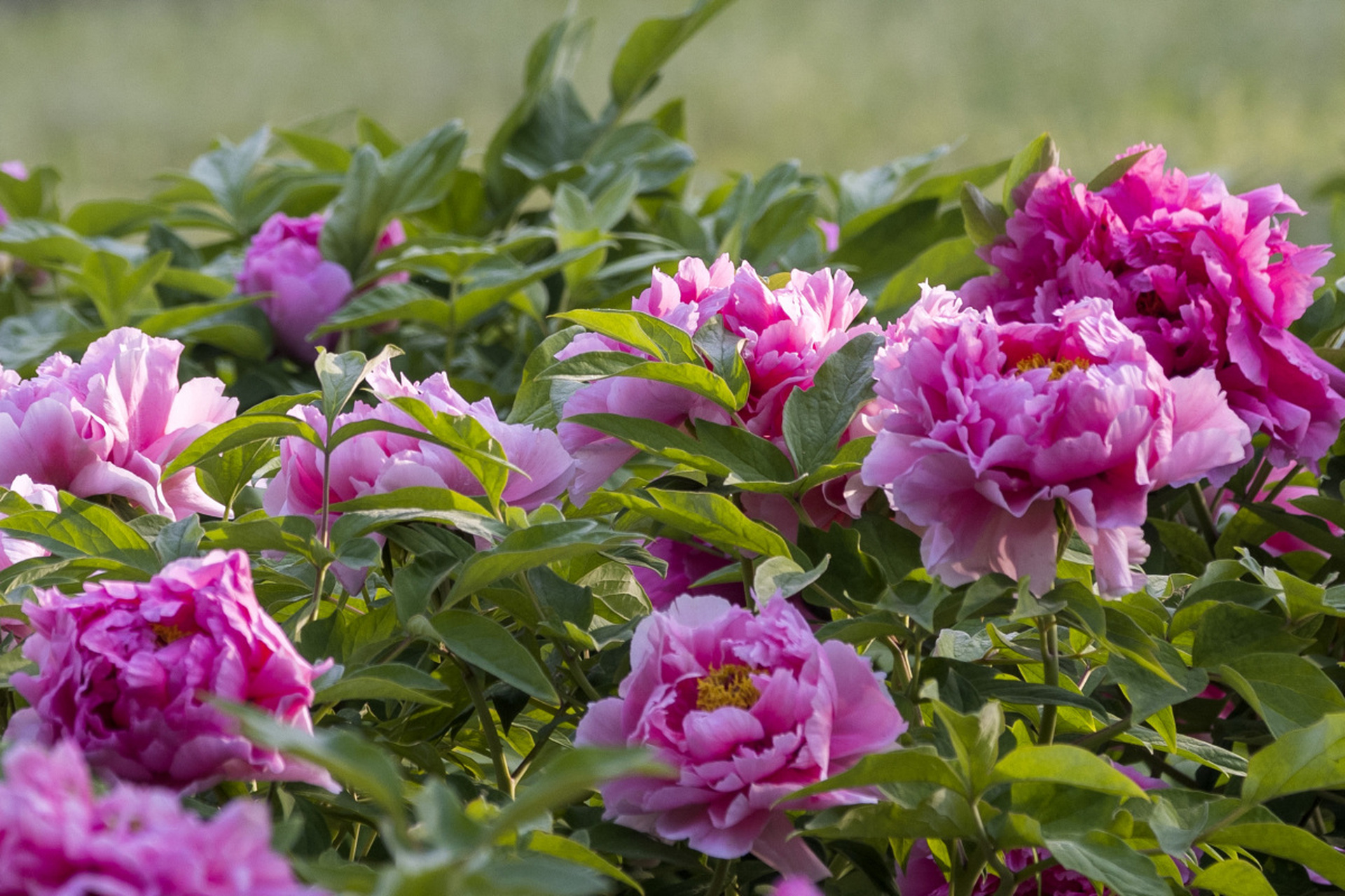 国花,不仅是国家的文化象征!