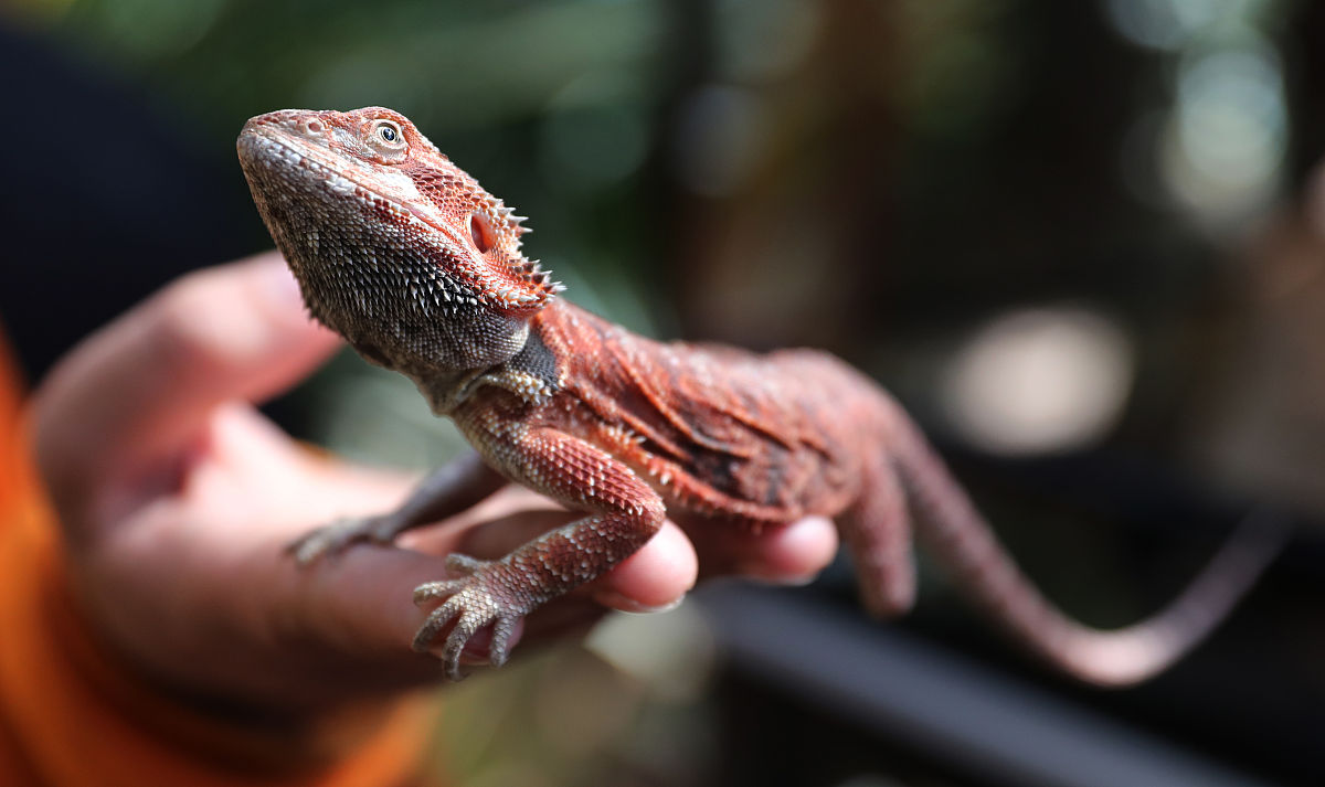 不同年龄段的鬃狮蜥饲养环境有区别吗?