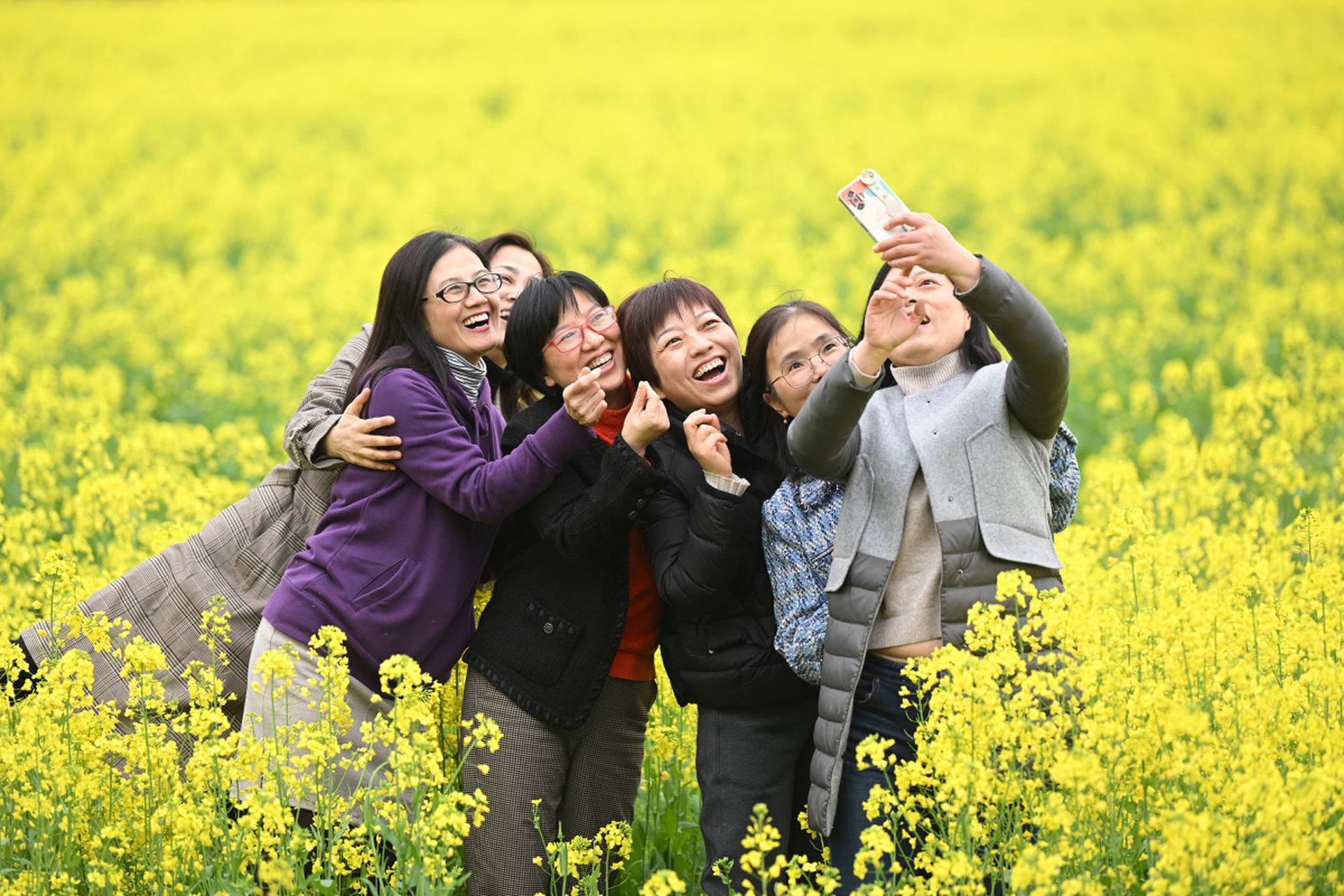 吴江北联村油菜花图片