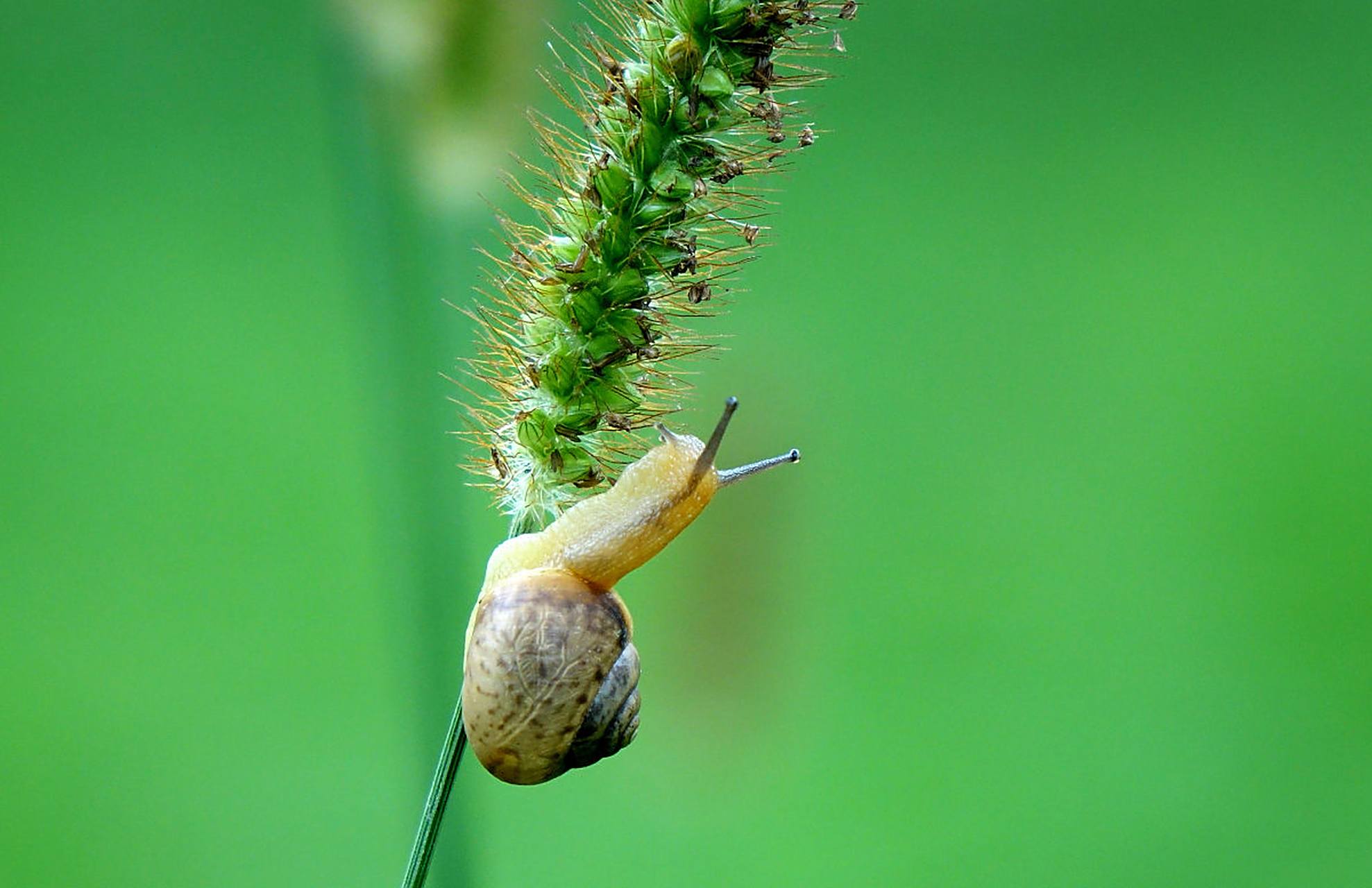 努力向上攀爬的小蜗牛.#动物趣图