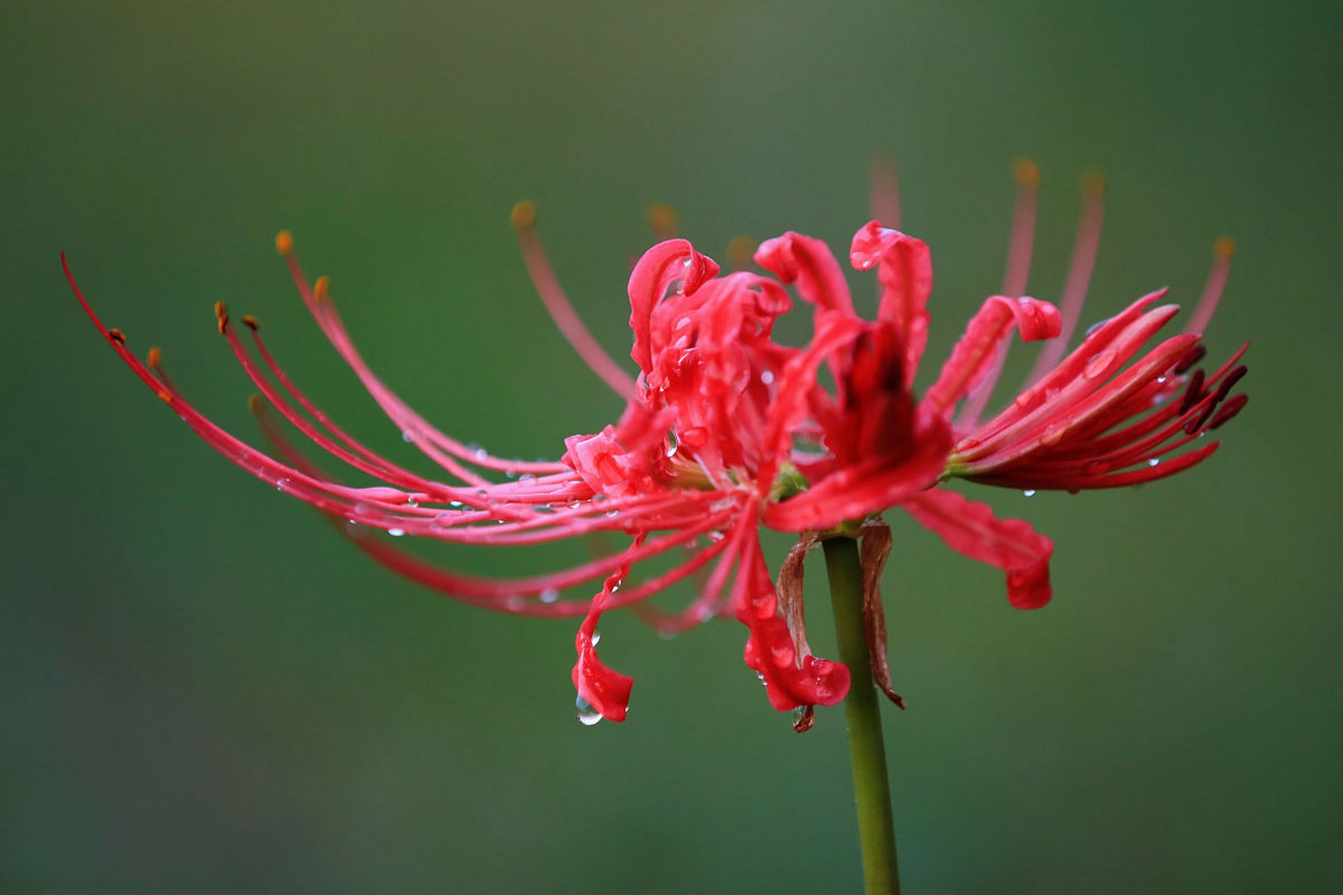 盆景# 彼岸花是黄泉花,家里不能养 "彼岸花又名曼珠沙华,是开在黄泉