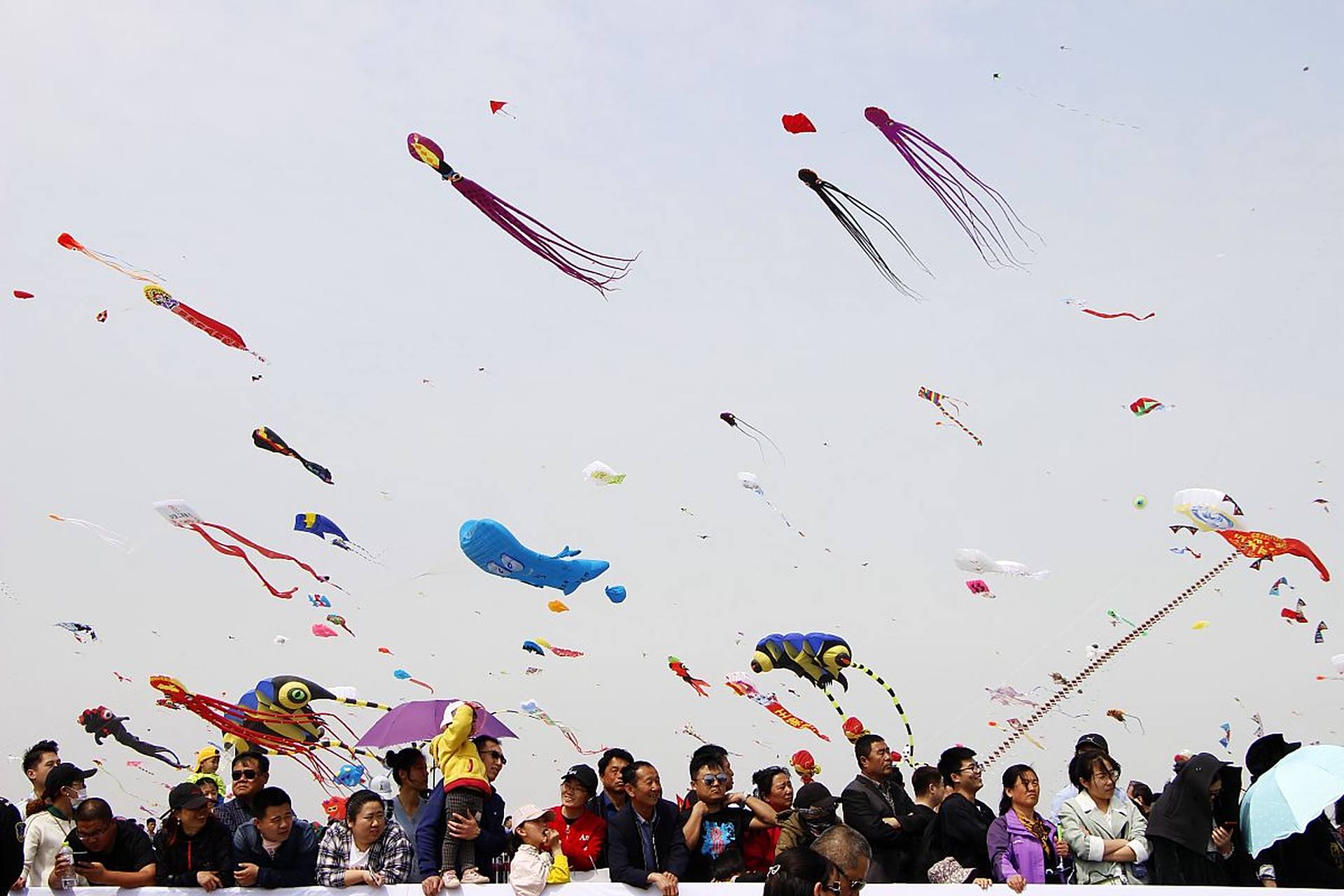 "风筝"的常见英文表达有:kite / flying kite .
