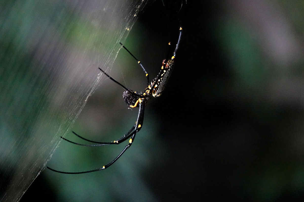 全黑的蜘蛛"黑寡妇蜘蛛"!