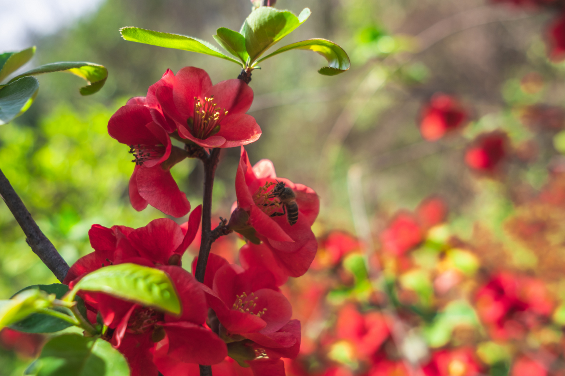 红艳俏丽的花朵镶嵌在翠绿叶子间,  显得艳而不俗,红艳艳的很受人们