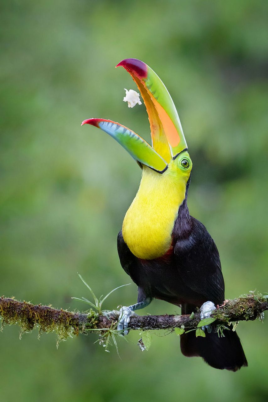 巨嘴鸟:拥有巨大的嘴巴和强壮的颚肌,可以轻松地捕食大型猎物.