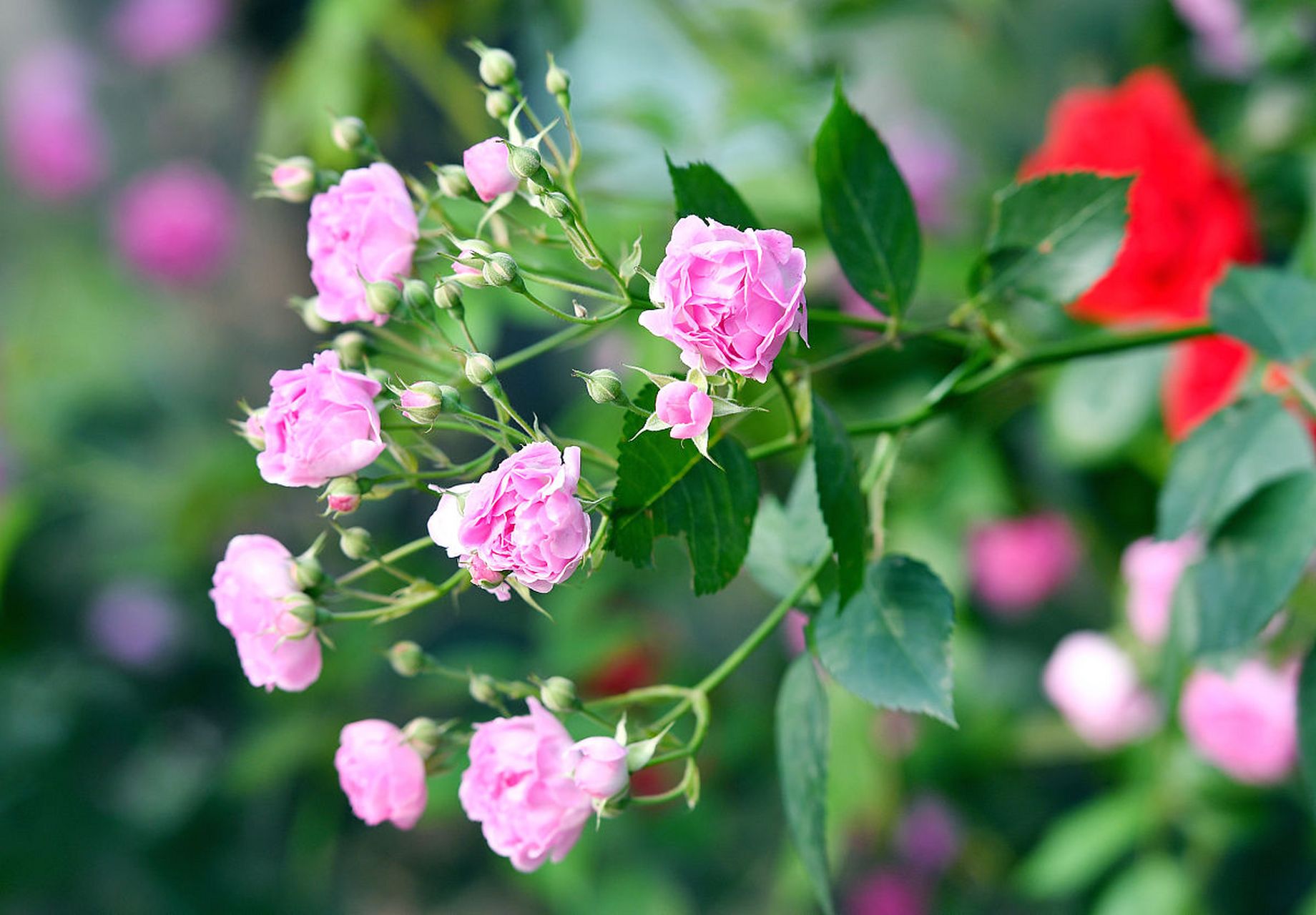 蔷薇花满架,不语也倾城.  守一架蔷薇花开,惊艳时光.