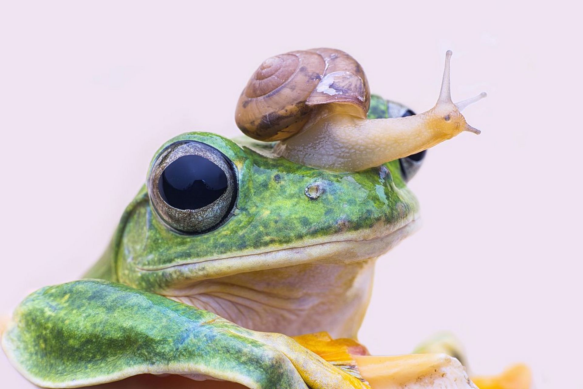 蜗牛与小青蛙,一起玩耍的好朋友.#动物趣图