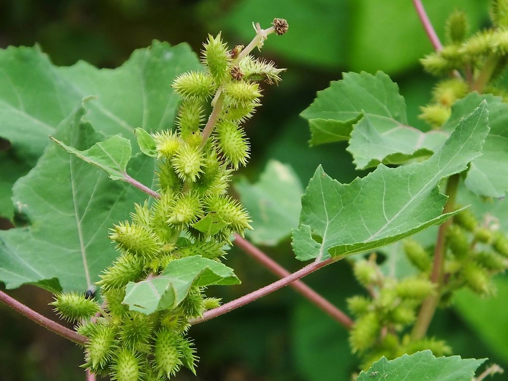 对于35-50岁的朋友们来说,了解苍耳子的功效与作用,可以为你们的健康