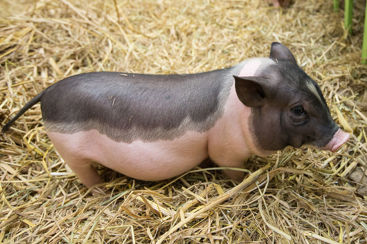 小香猪不喜欢洗澡怎么办?