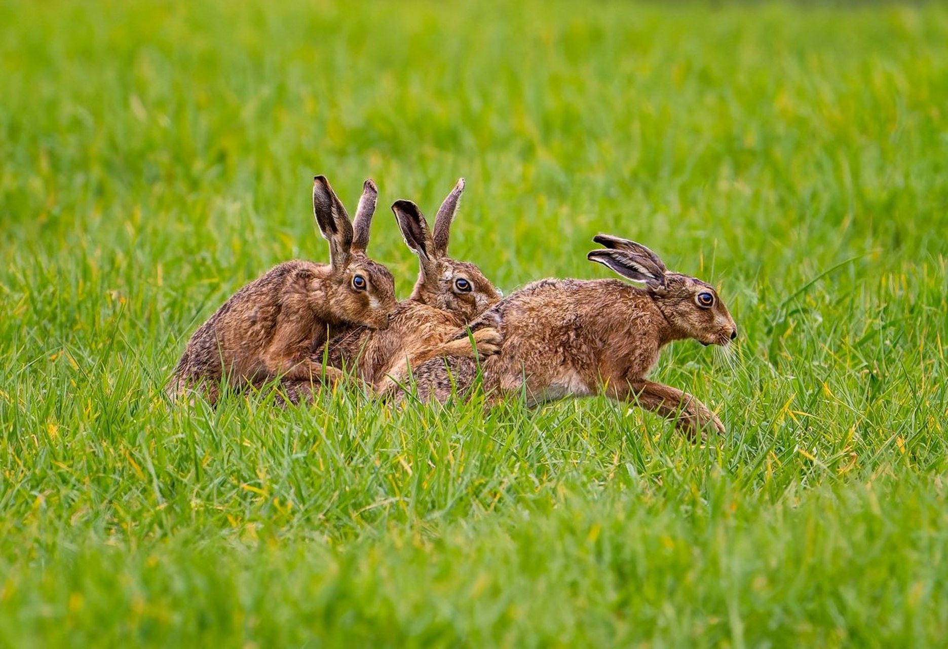 兔子在草地上跳跃,一蹦一蹦地像是舞动的音符