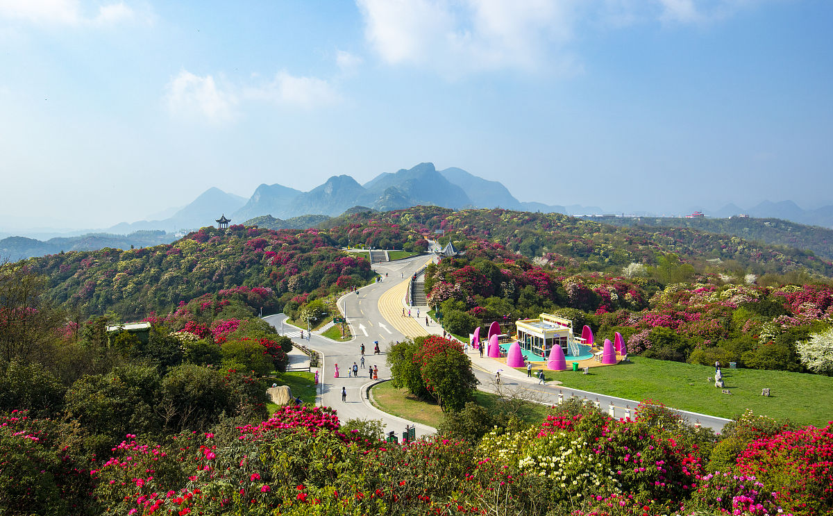 被誉为地球彩带的贵州毕节百里杜鹃5a风景区