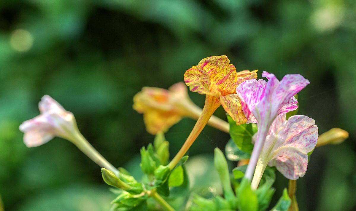 很多人种植的紫茉莉,除了观赏还有3个用途,你知道是啥?了解下