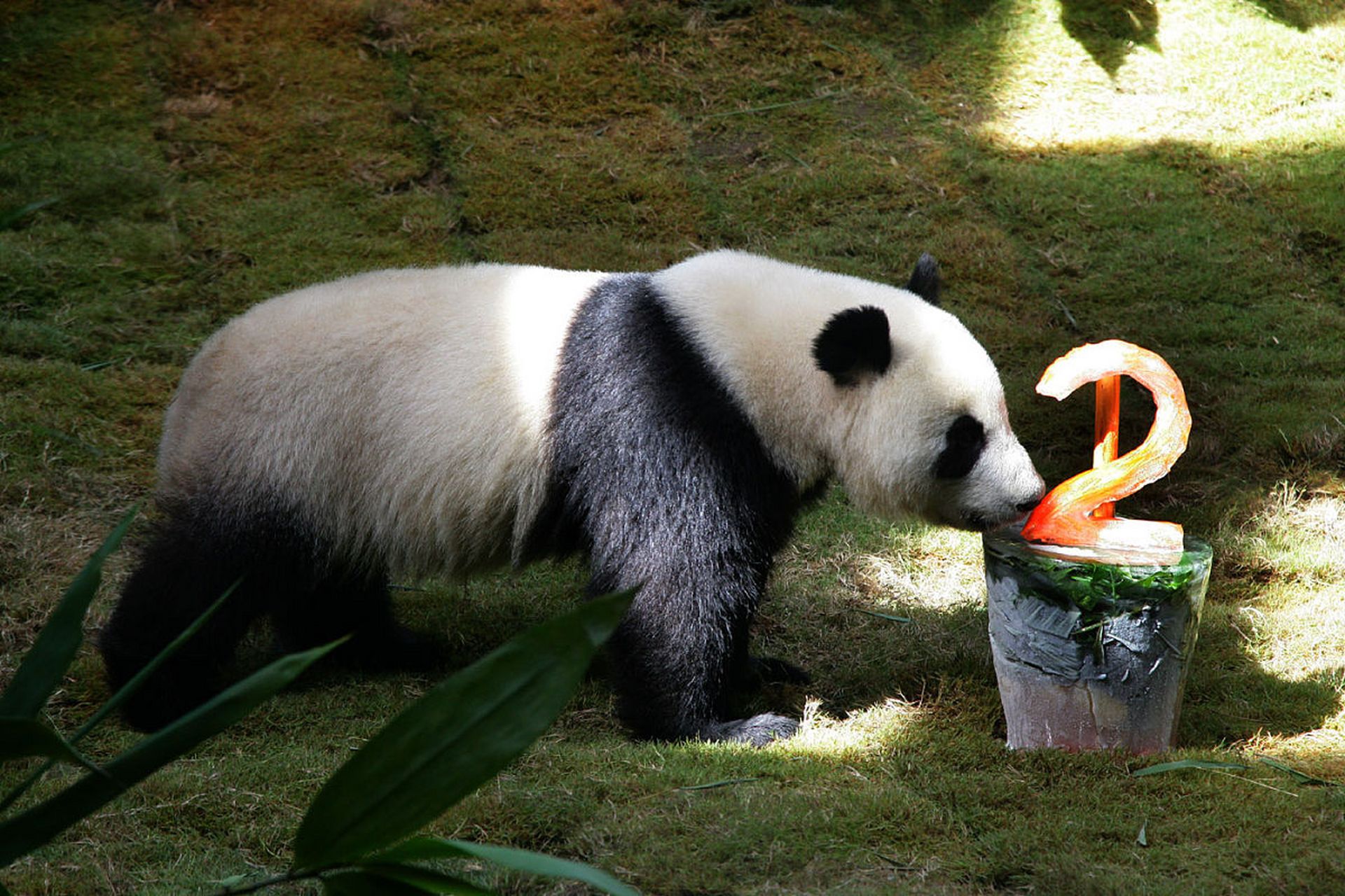 野生大熊猫洋河图片