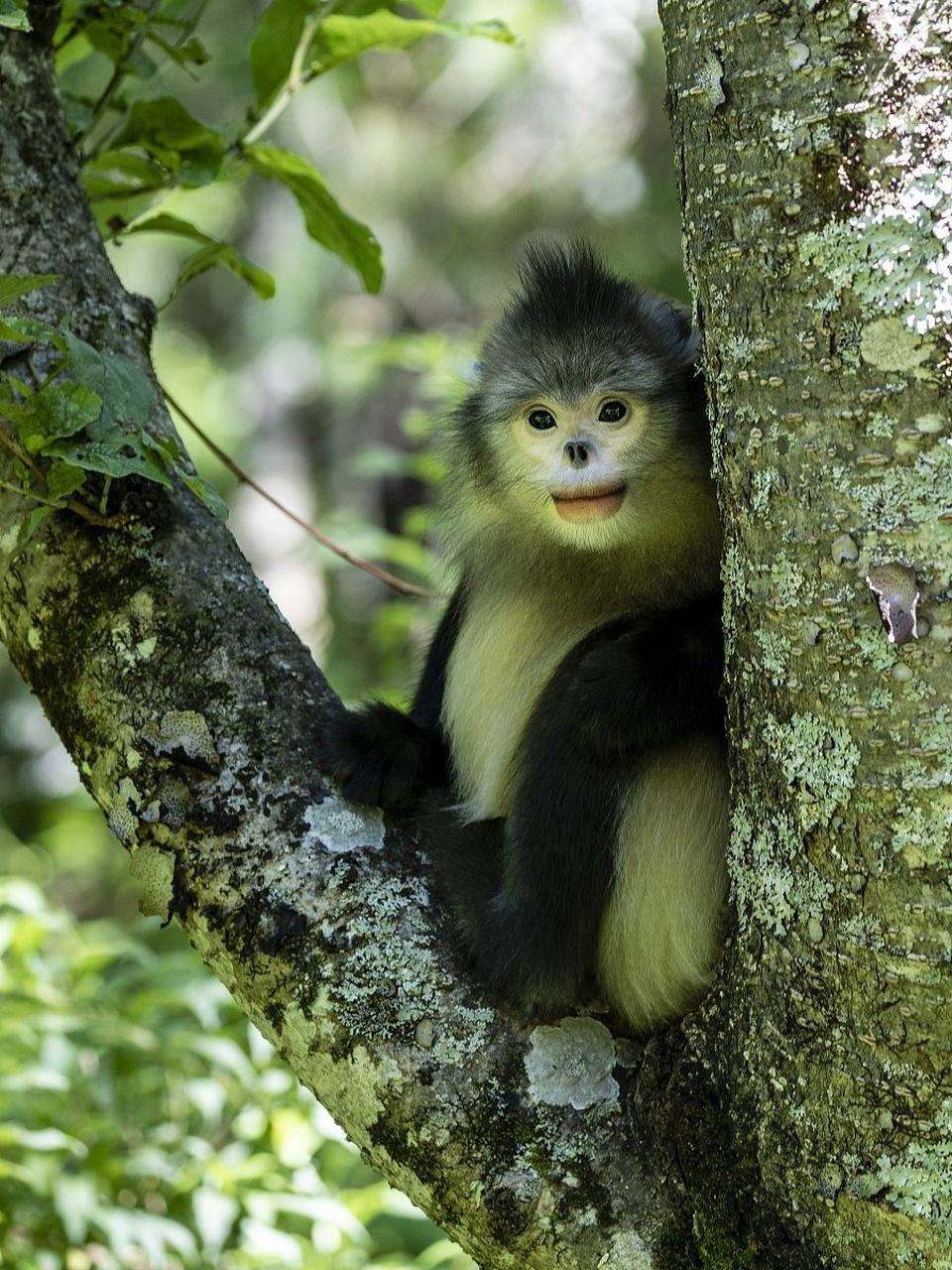 滇金丝猴是中国特有的珍稀危保护动物,和大熊猫一样被称为"国宝"#动物