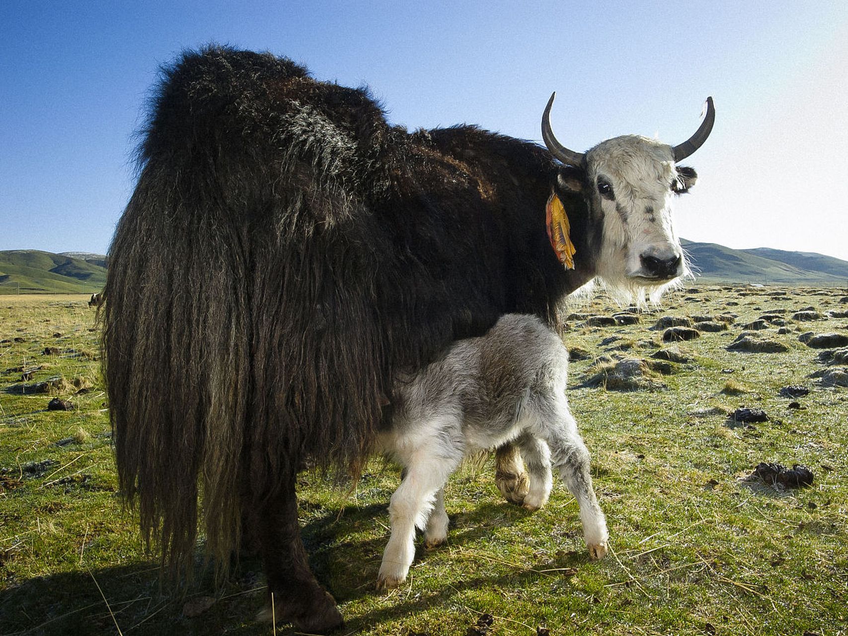 牦牛,青藏高原上的耐寒强者,以坚韧和顽强闻名于世.