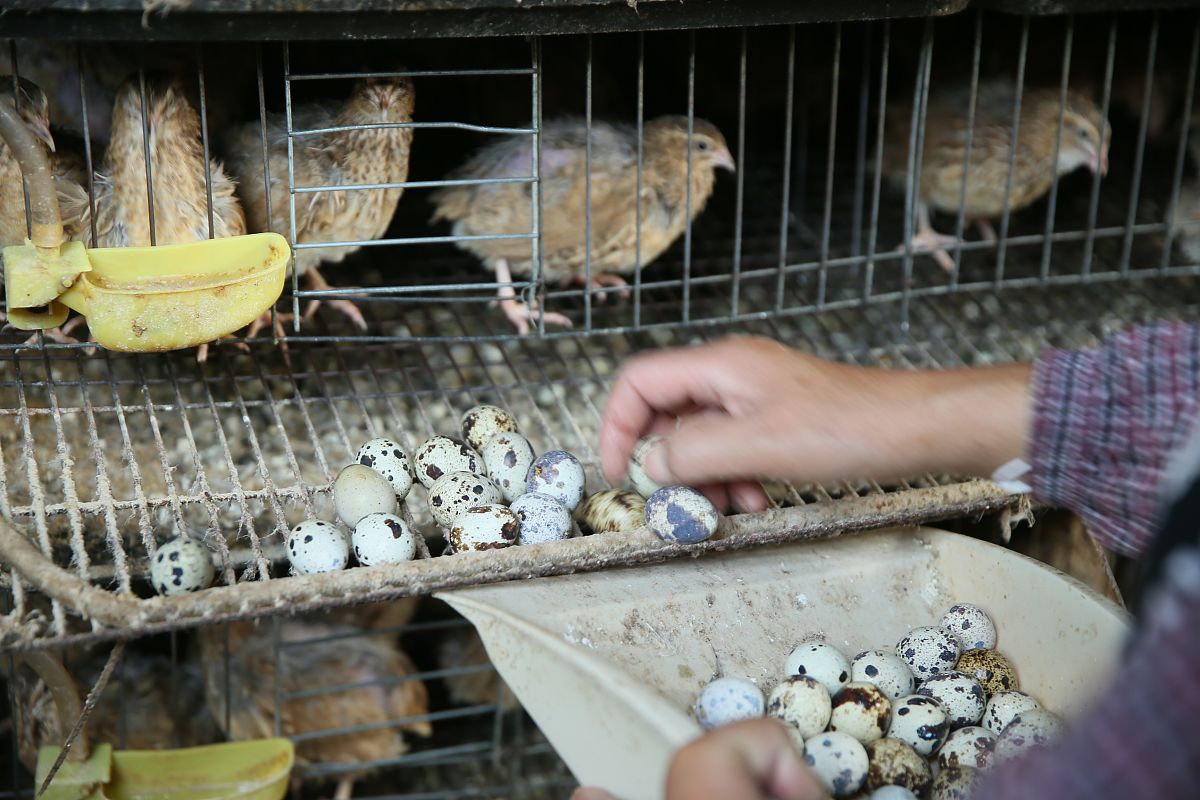 鹌鹑不同生长阶段的饲料有区别吗?