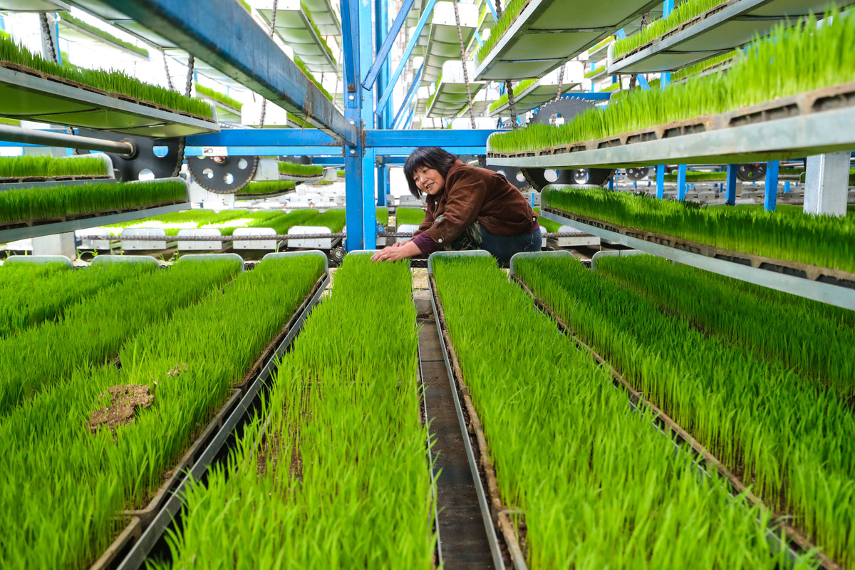 Pyridine pesticide | Shaanxi BLOOM Tech Co., Ltd