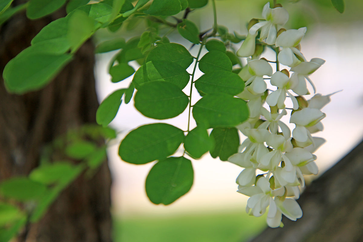 「散文」记忆中的槐花