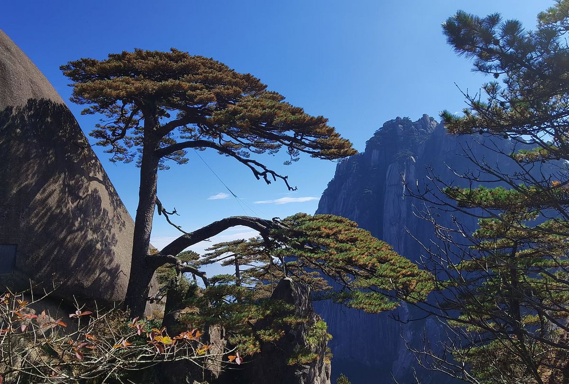 迎客松盆景代表了繁荣,长寿和好运,被视为珍贵的艺术品