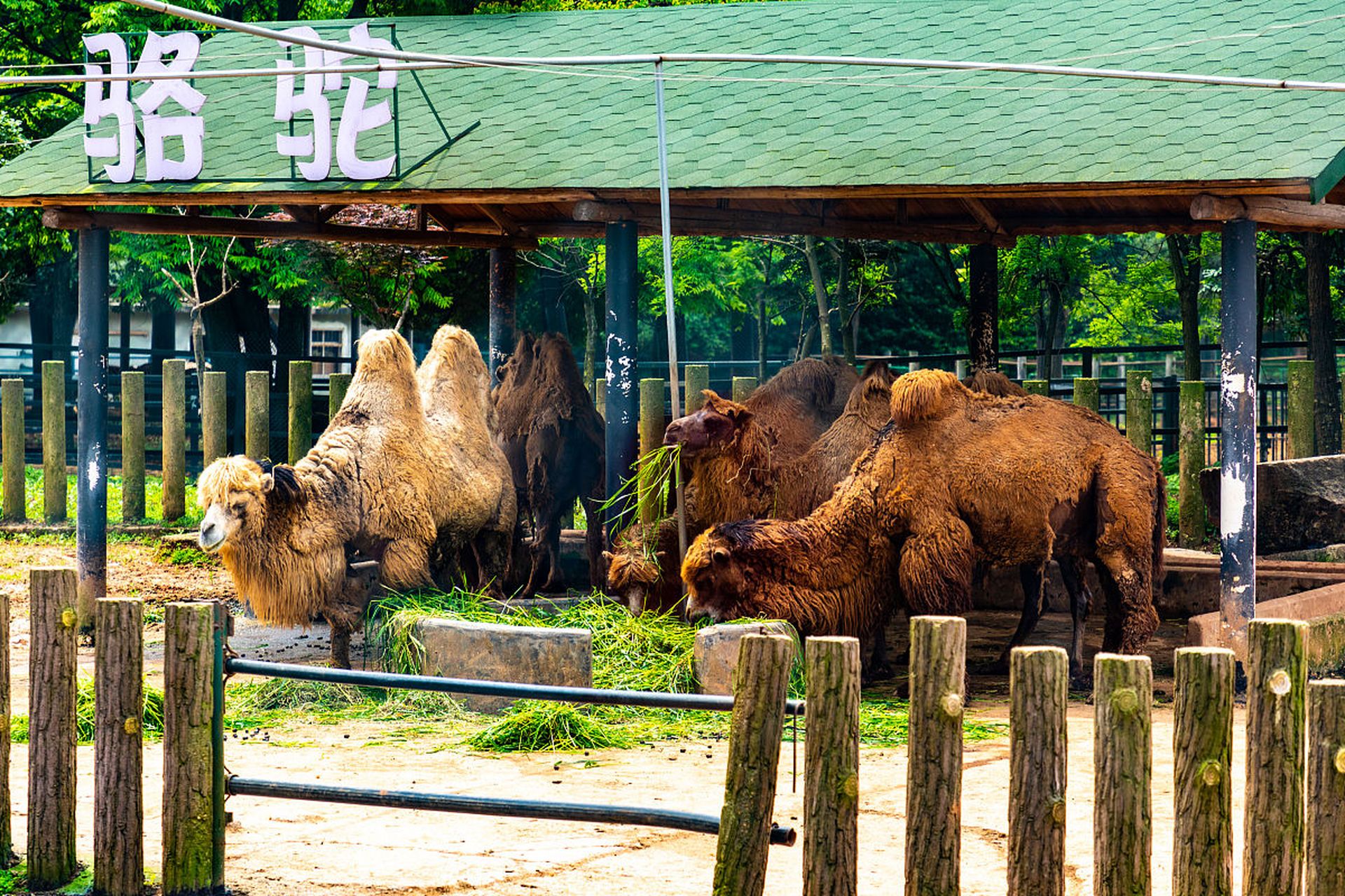 常德主打一个松弛感# 常德汉寿野生动物园是湖南省最大的野生动物园